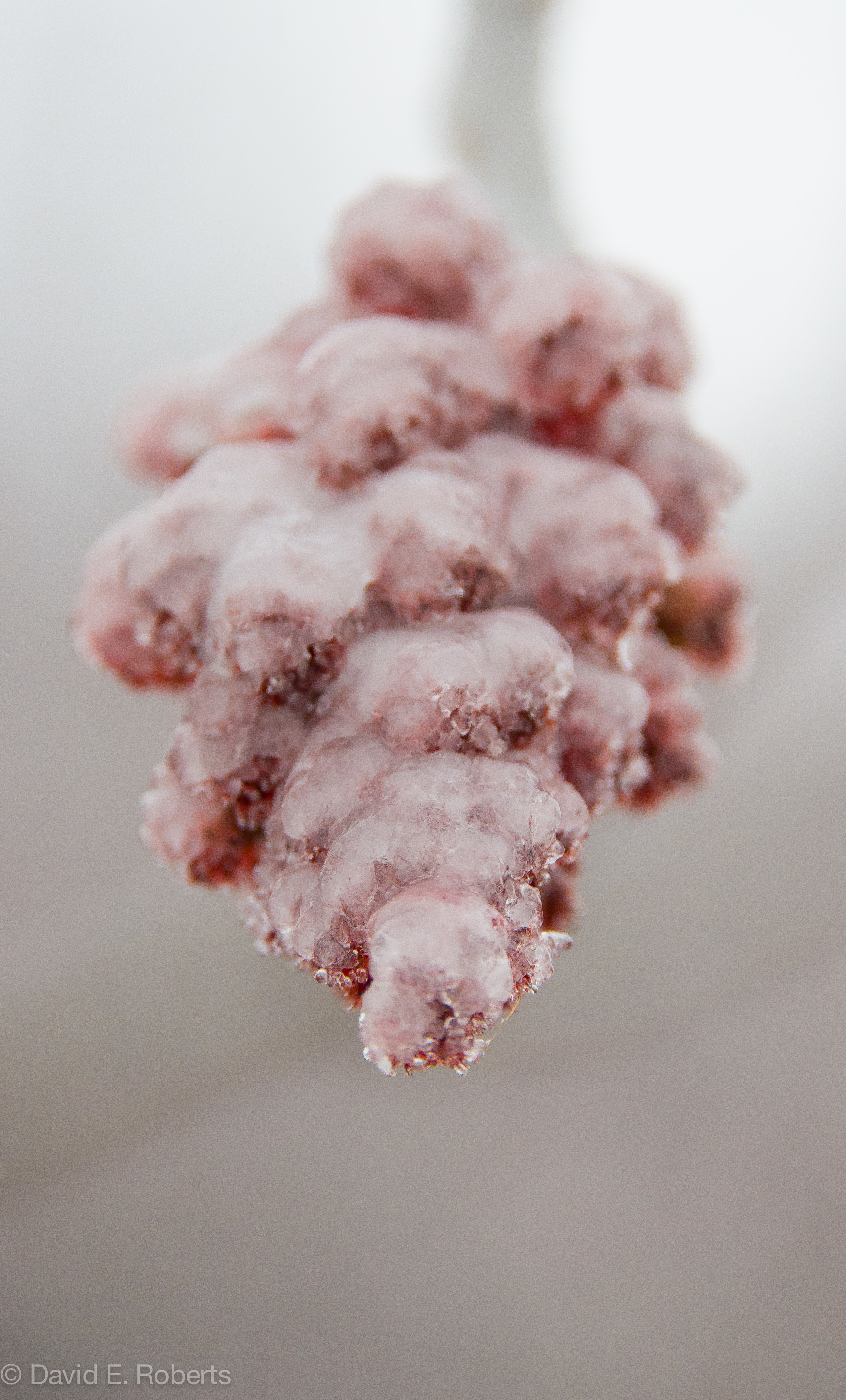 ice storm fb-9317.jpg