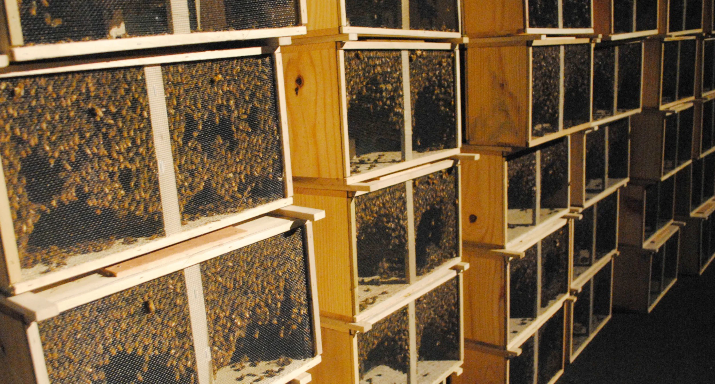 nycba-bee-packages2.jpg