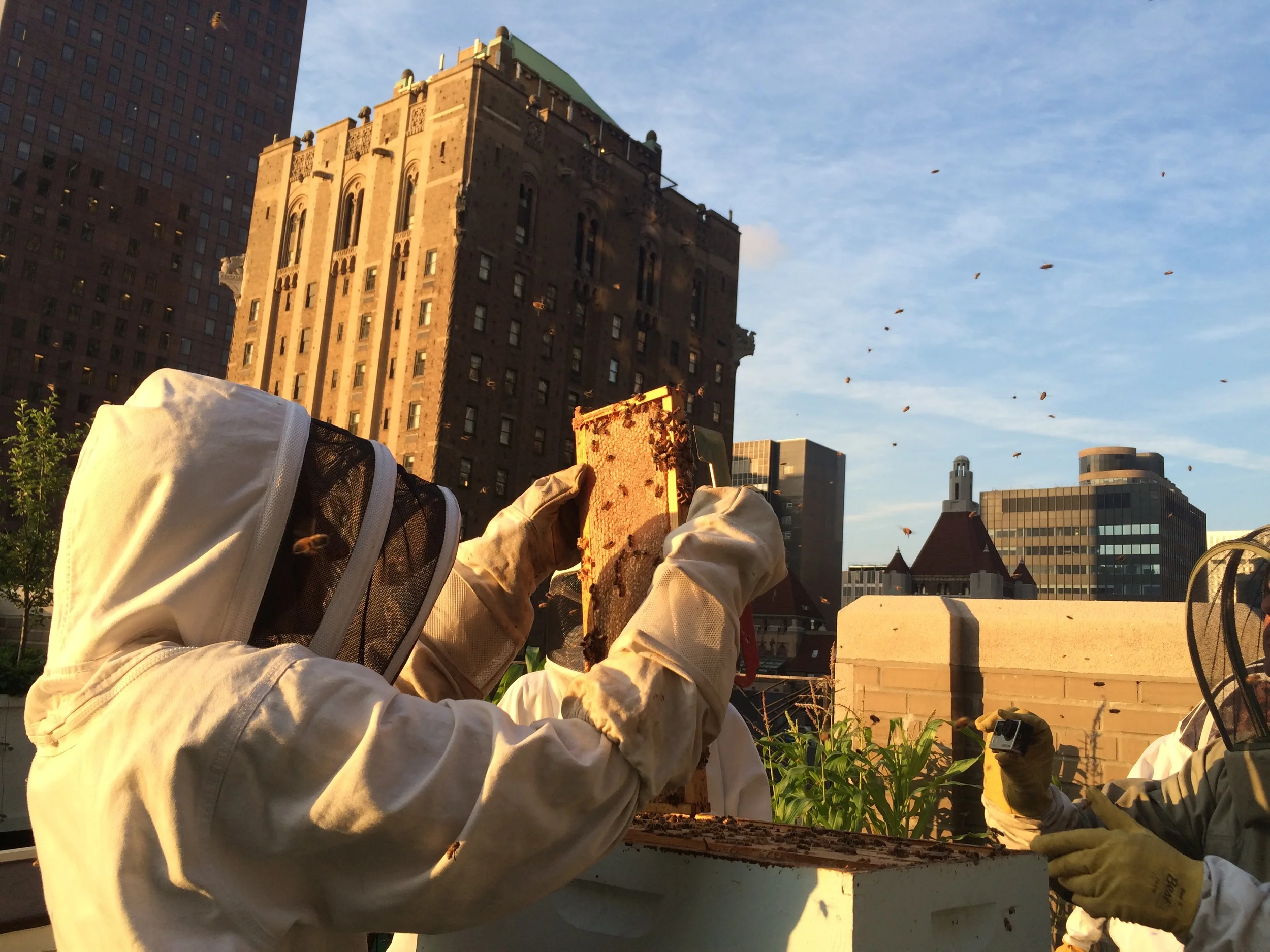Discovering the Bee Sides of NYC: A Beekeeping Apprentice's Tale