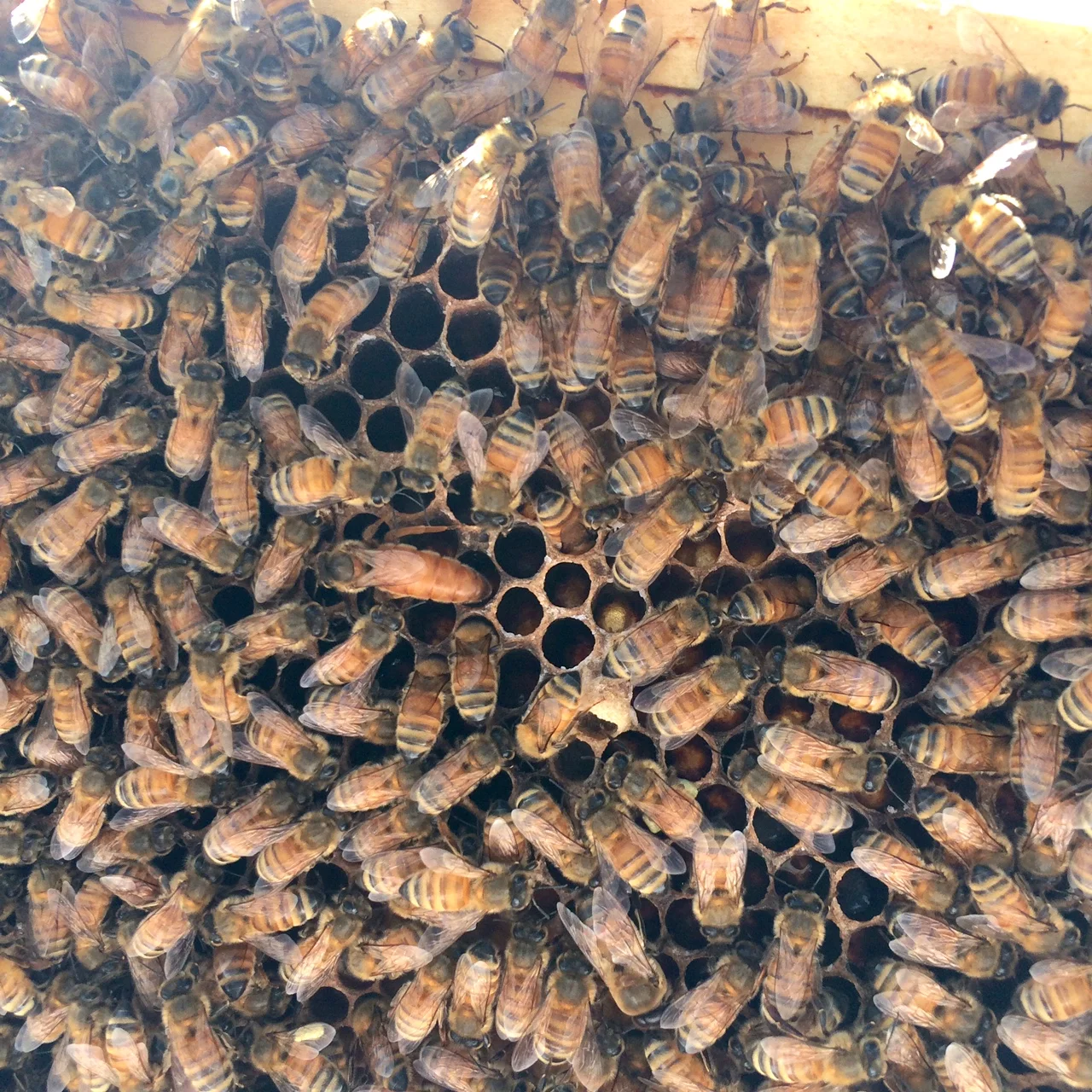 The Arrival of the Bees