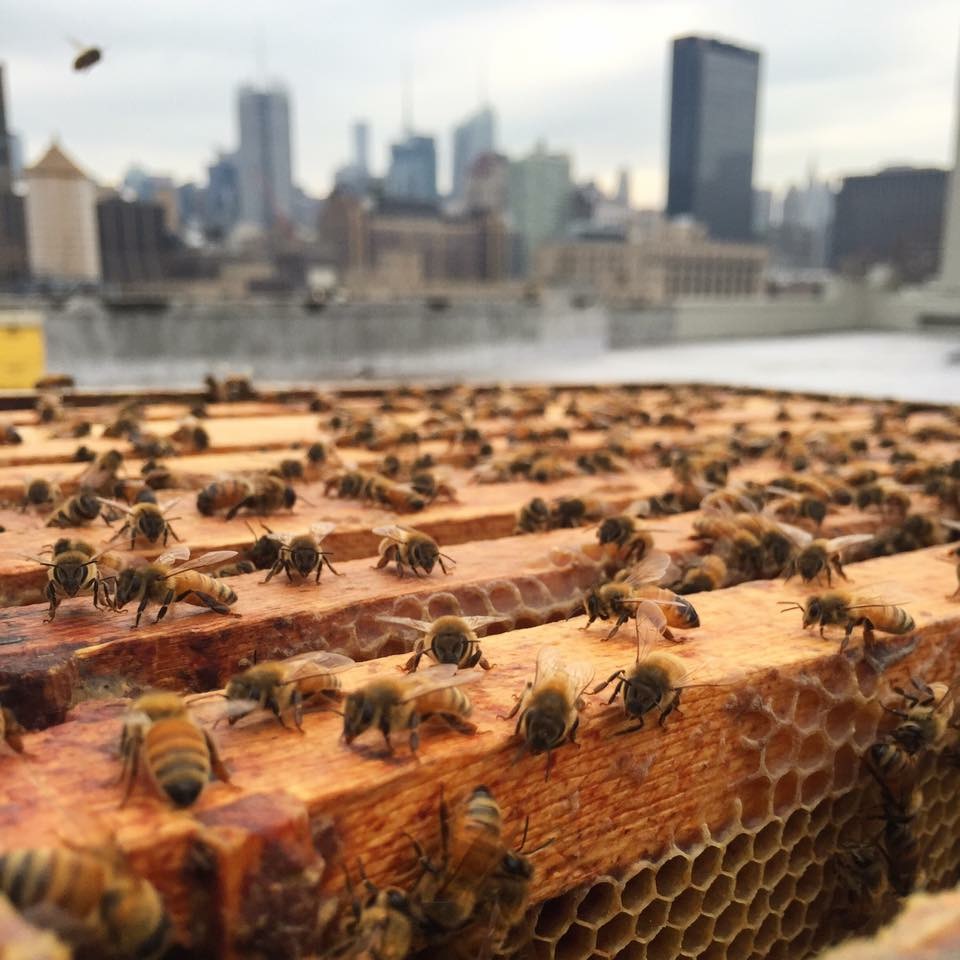 News — New York City Beekeepers Association