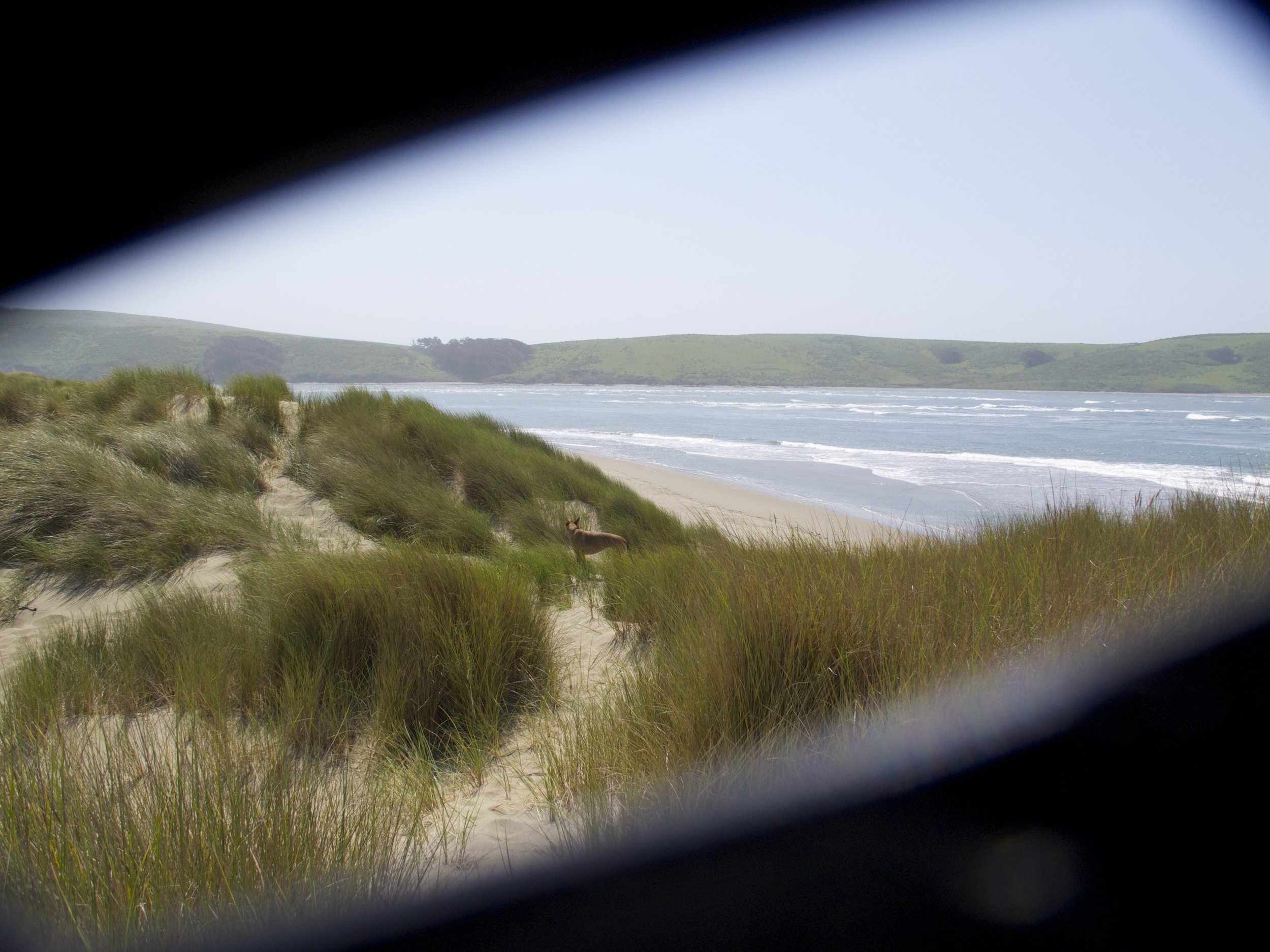 Taken when my puppy playfully kicked sand into my camera lens and broke it. Dillon Beach, Sonoma County