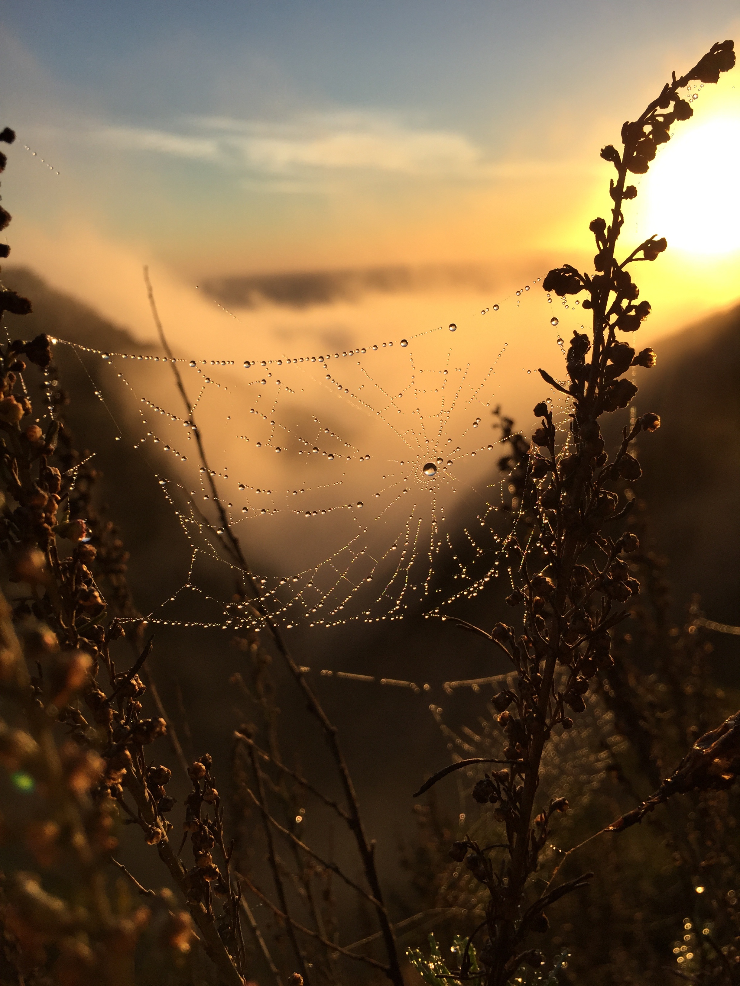 EMDR & Holistic Psychotherapy in Los Angeles, CA