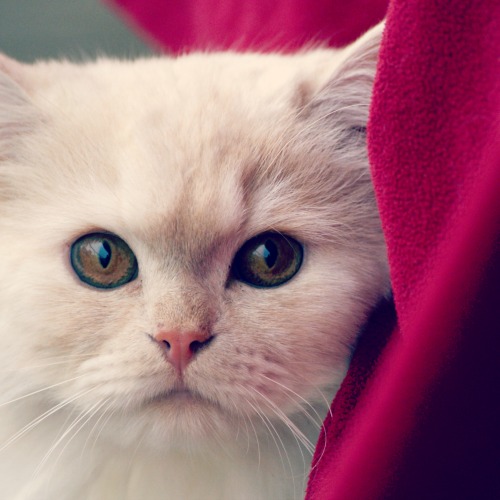 Animal Aid Bairnsdale & Sale would love your donations of blankets, towels and pet bedding and scratching posts. No pillows or doonas please!