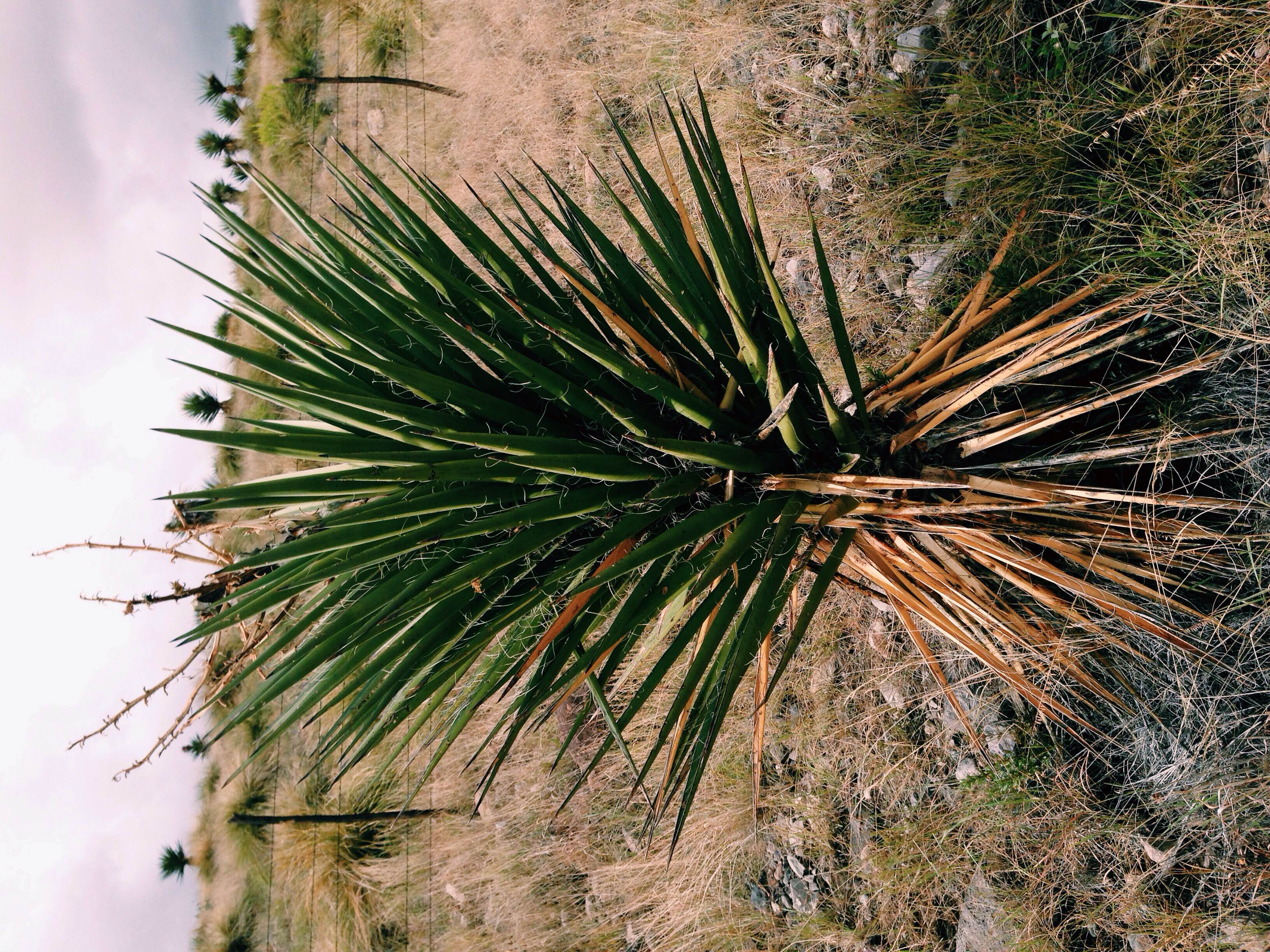 Plant: Yucca torreyi, Torrey's Yucca | Location: FM2810, Presidio Co., Texas, South of Marfa