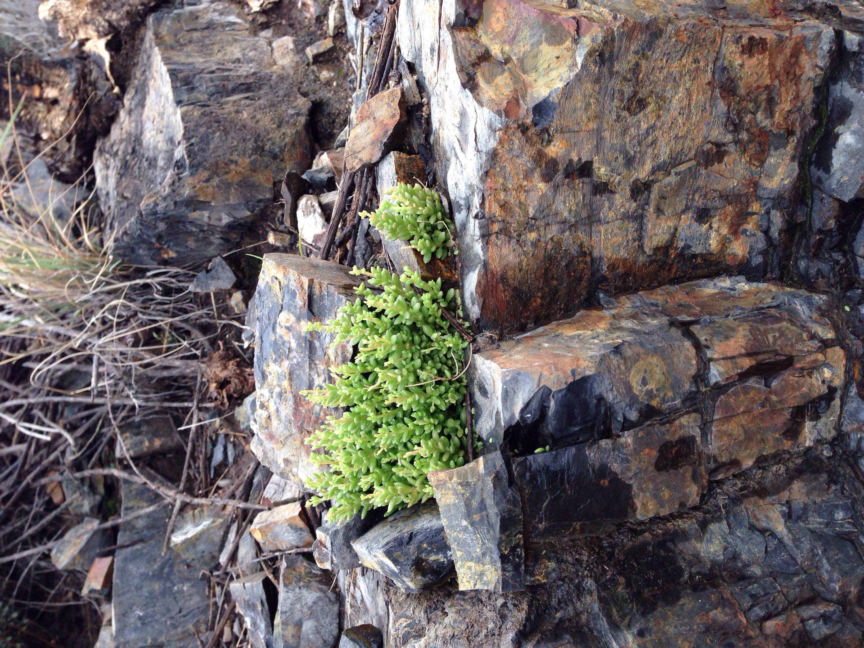 Plant: Sedum wrightii, Wright's Stonecrop | Locations: Pinto Canyon Road, Presidio Co., Texas