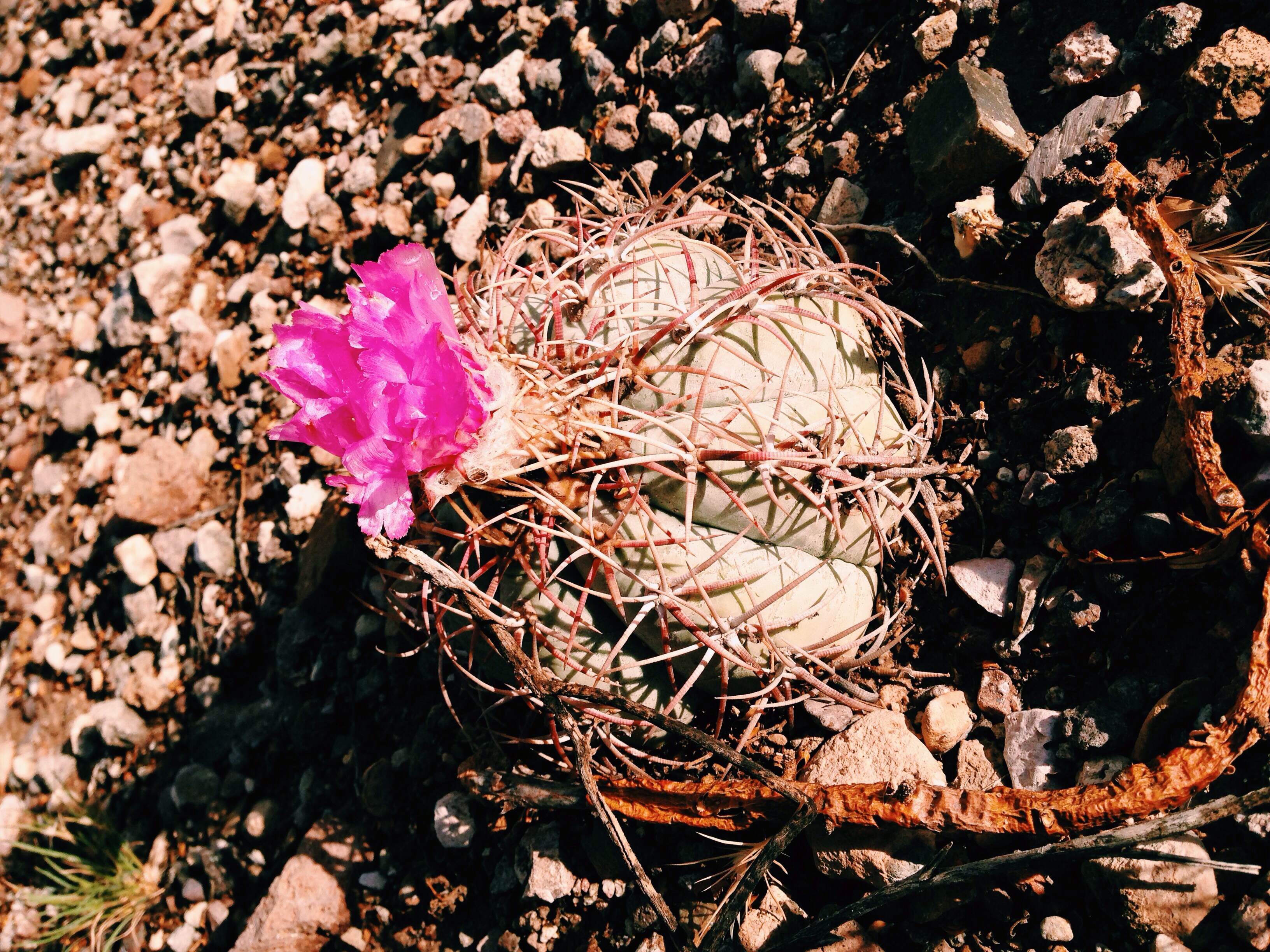 Plant: Echicactus horizonthalonius, Devil's Head | Location: Pinto Canyon Road, Presidio Co., Texas