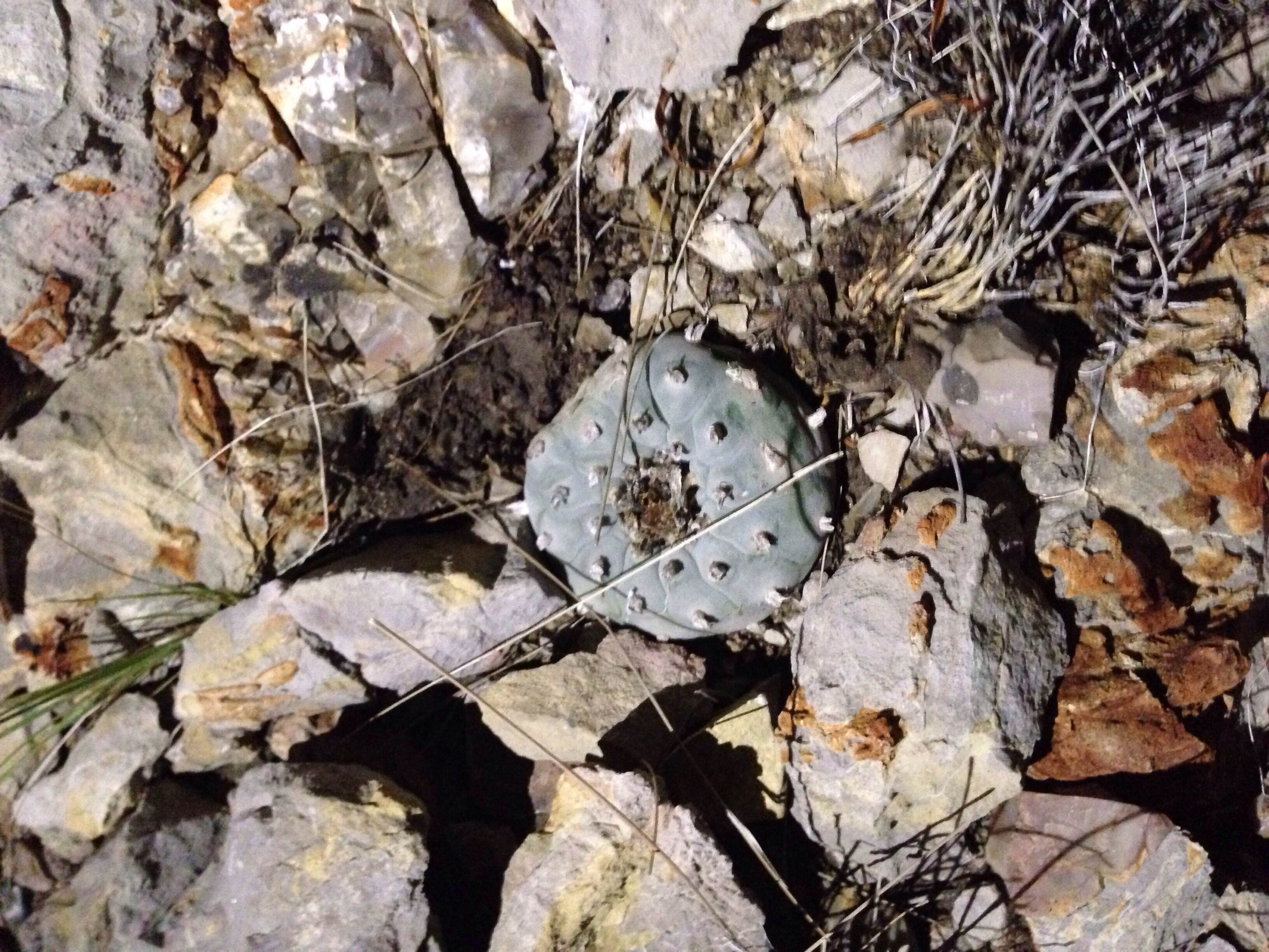 Plant: Lophophora williamsii, Peyote | Location: US Hwy 67, Presidio Co., Texas