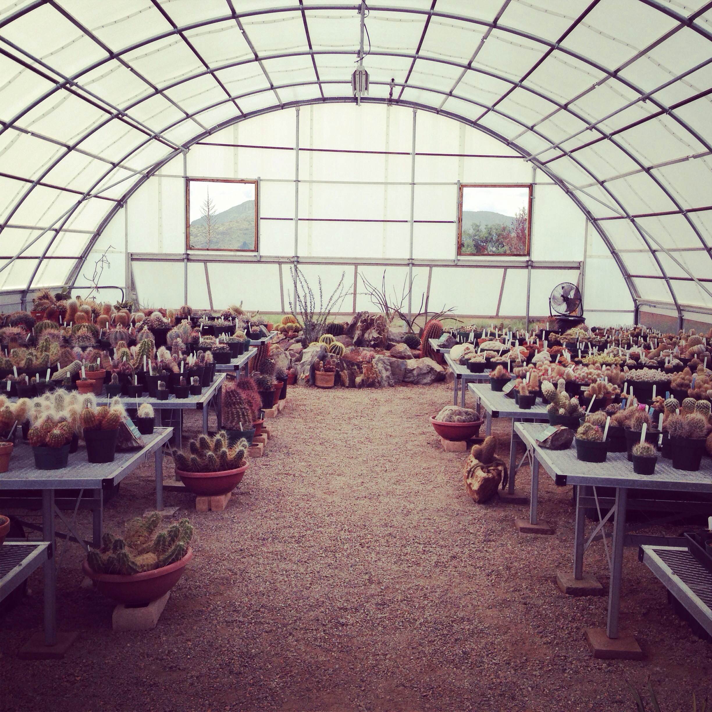 Location: Greenhouse, Chihuahuan Desert Nature Center, Fort Davis, Texas