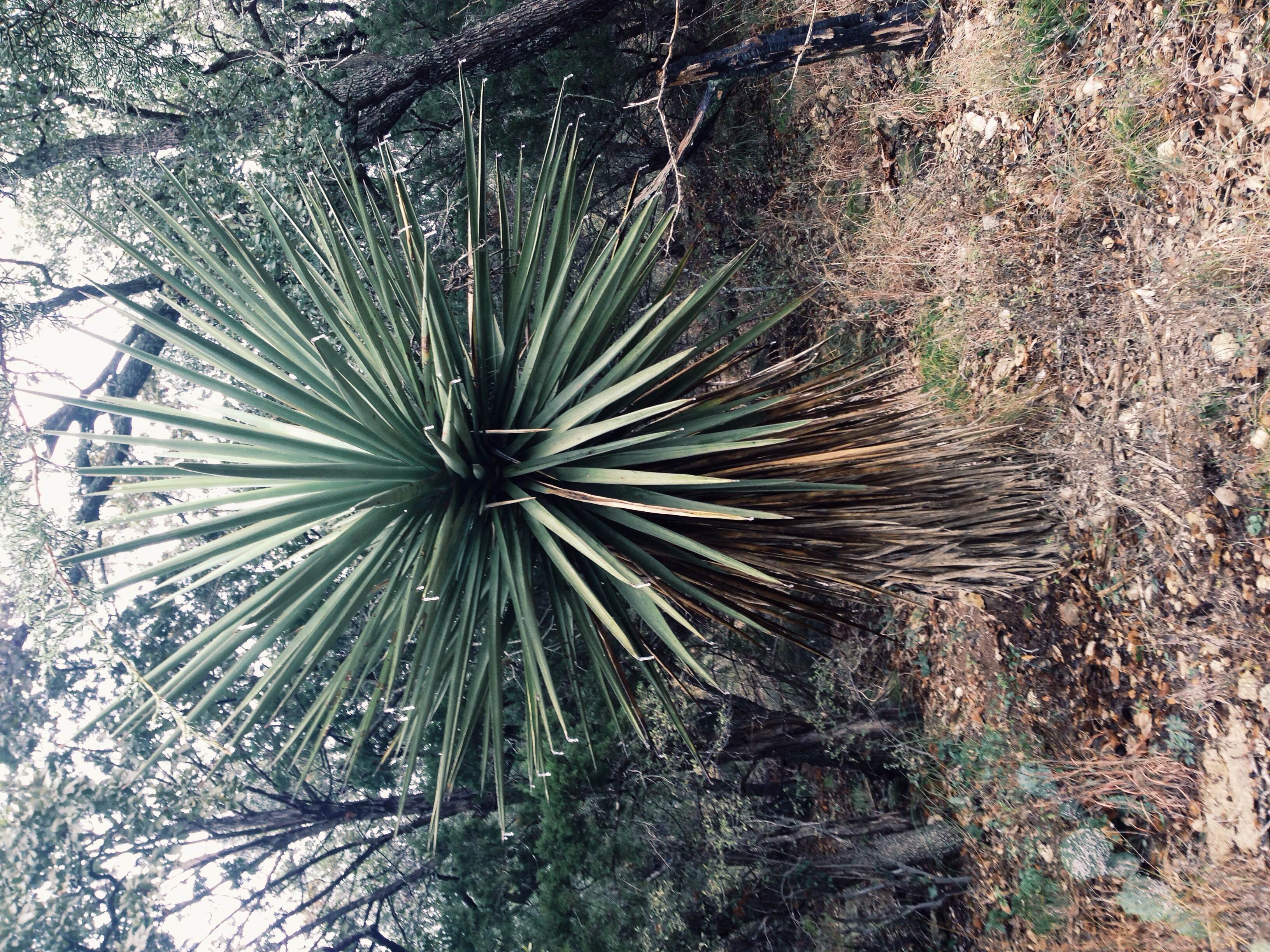 Plant: Yucca treculeana, Spanish Dagger | Location: Double Eagle Ranch, Burnet Co., Texas