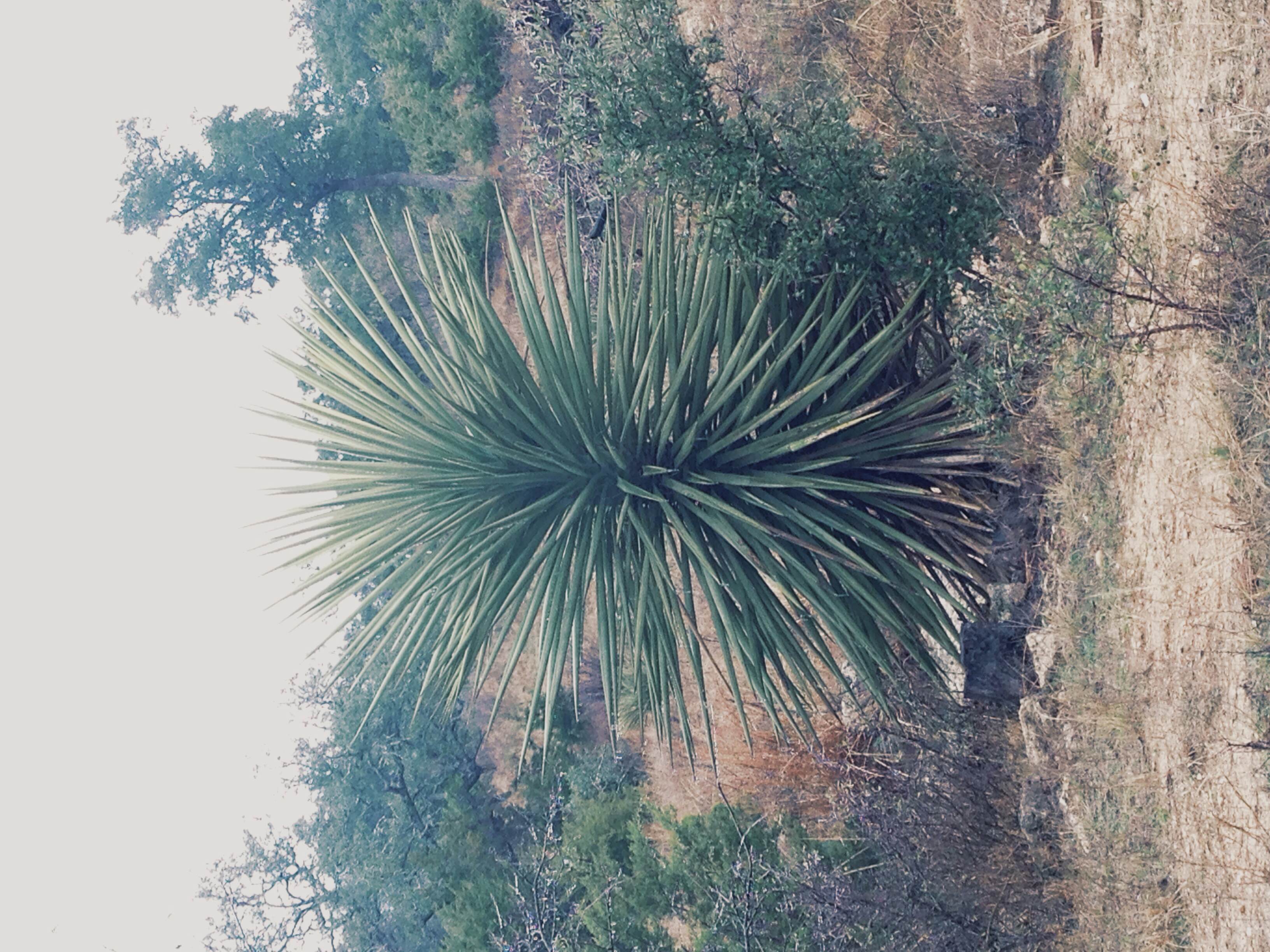 Plant: Yucca treculeana, Spanish Dagger | Location: Double Eagle Ranch, Burnet Co., Texas