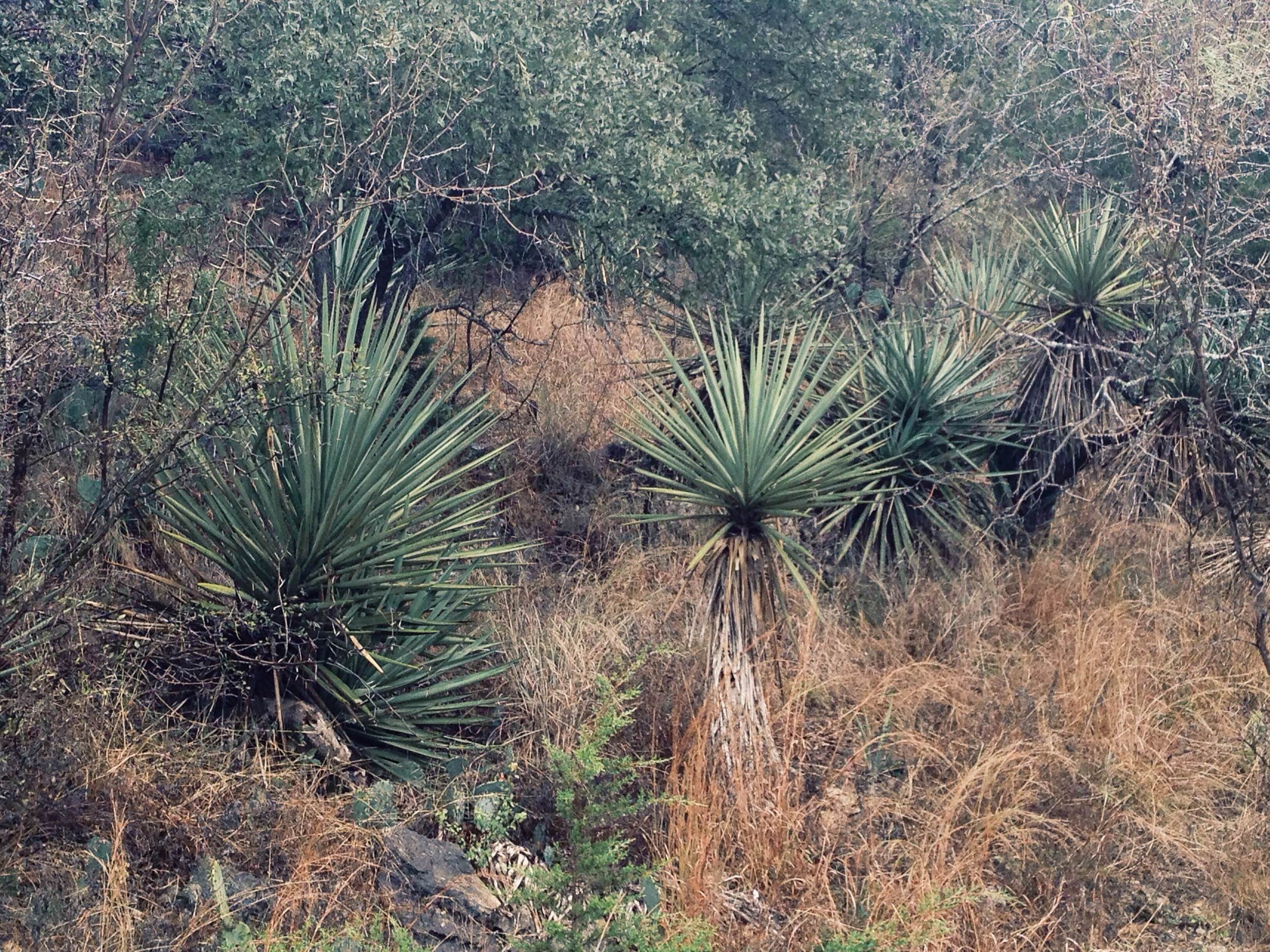 Plant: Yucca treculeana, Spanish Dagger | Location: Double Eagle Ranch, Burnet Co., Texas