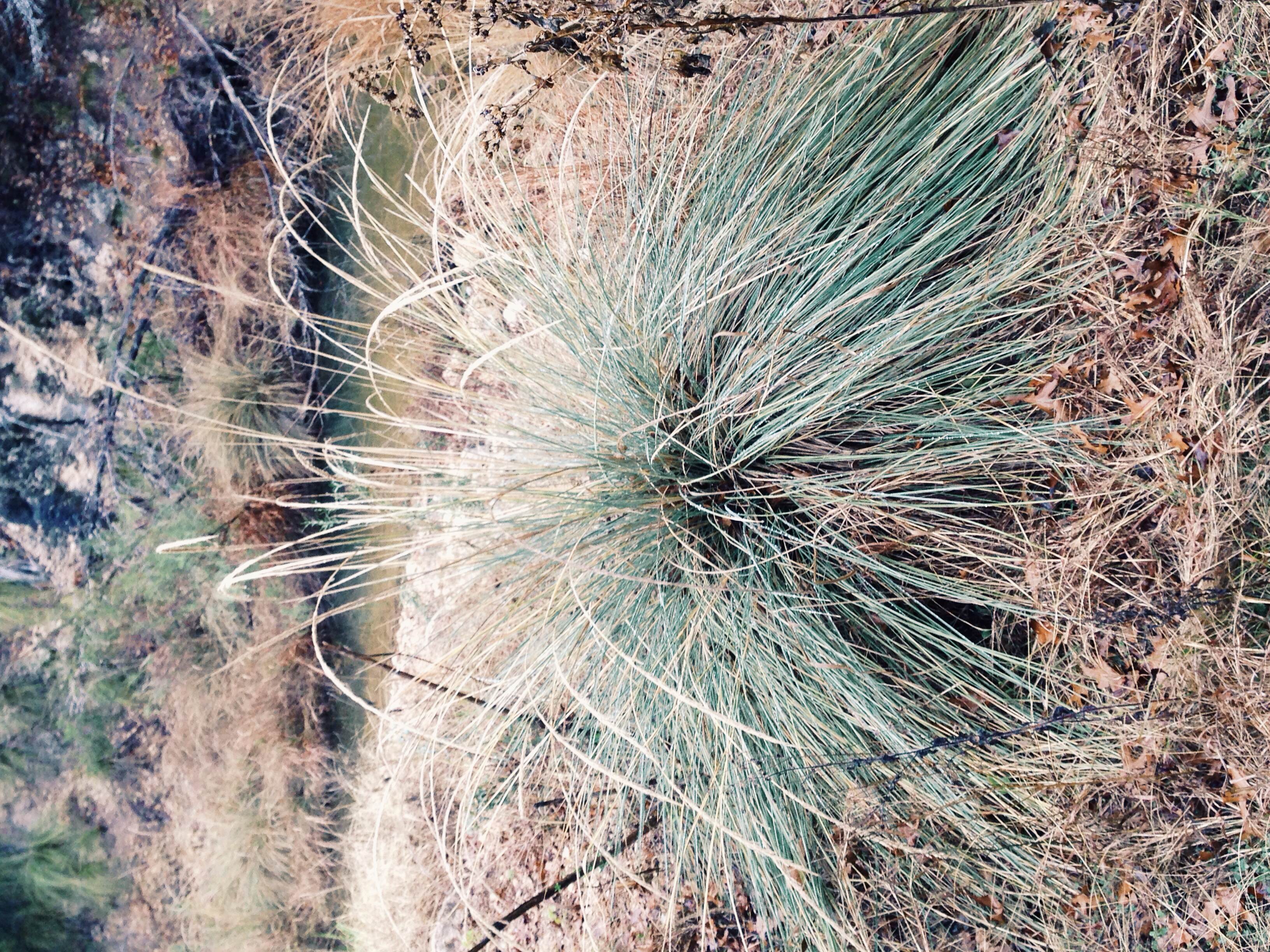 Plant: Muhlenbergia lindheimeri, Big Muhly | Location: Double Eagle Ranch, Burnet Co., Texas