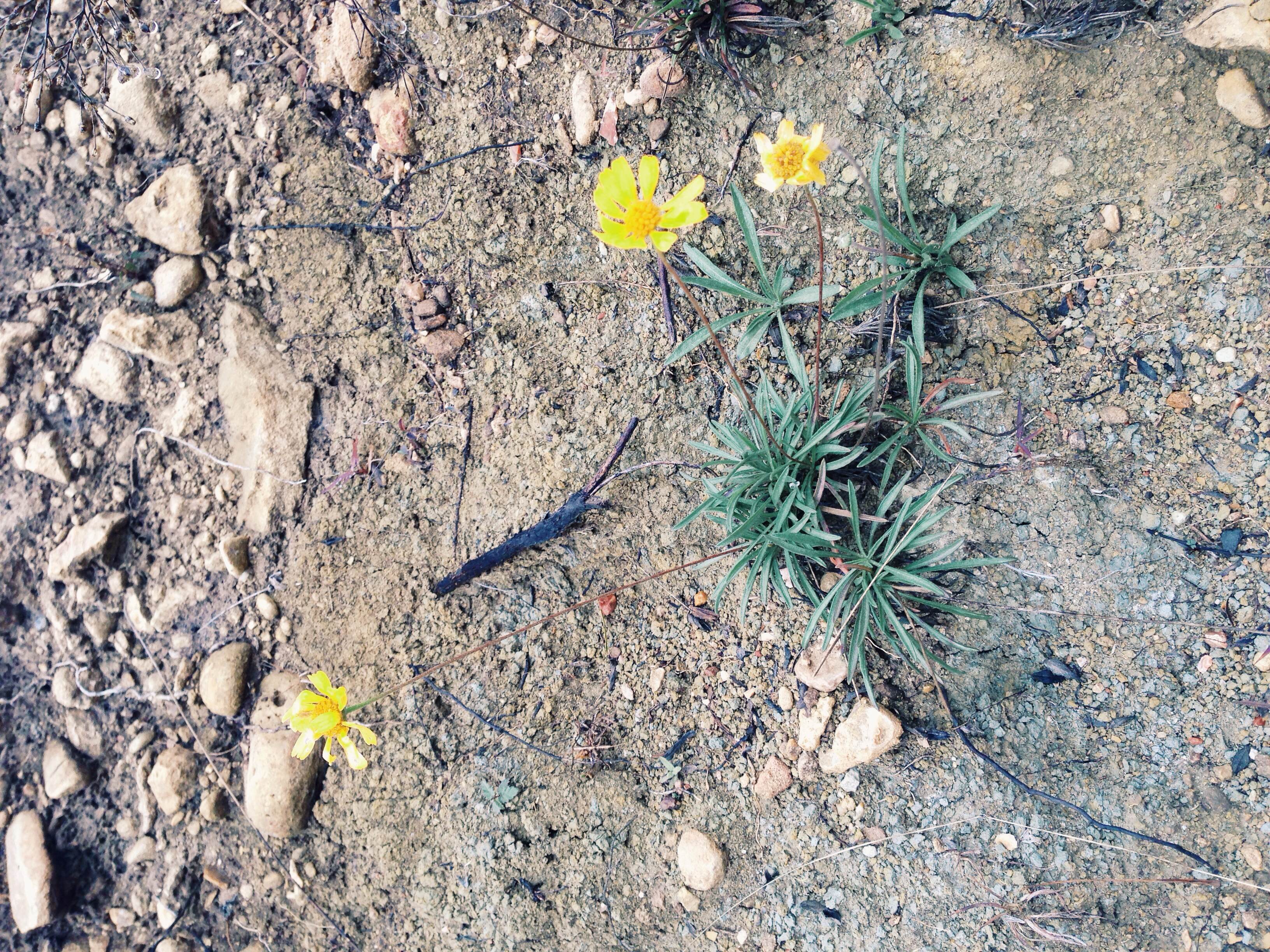 Plant: Tetraneuris scaposa, Four Nerve Daisy | Location: Double Eagle Ranch, Burnet Co., Texas