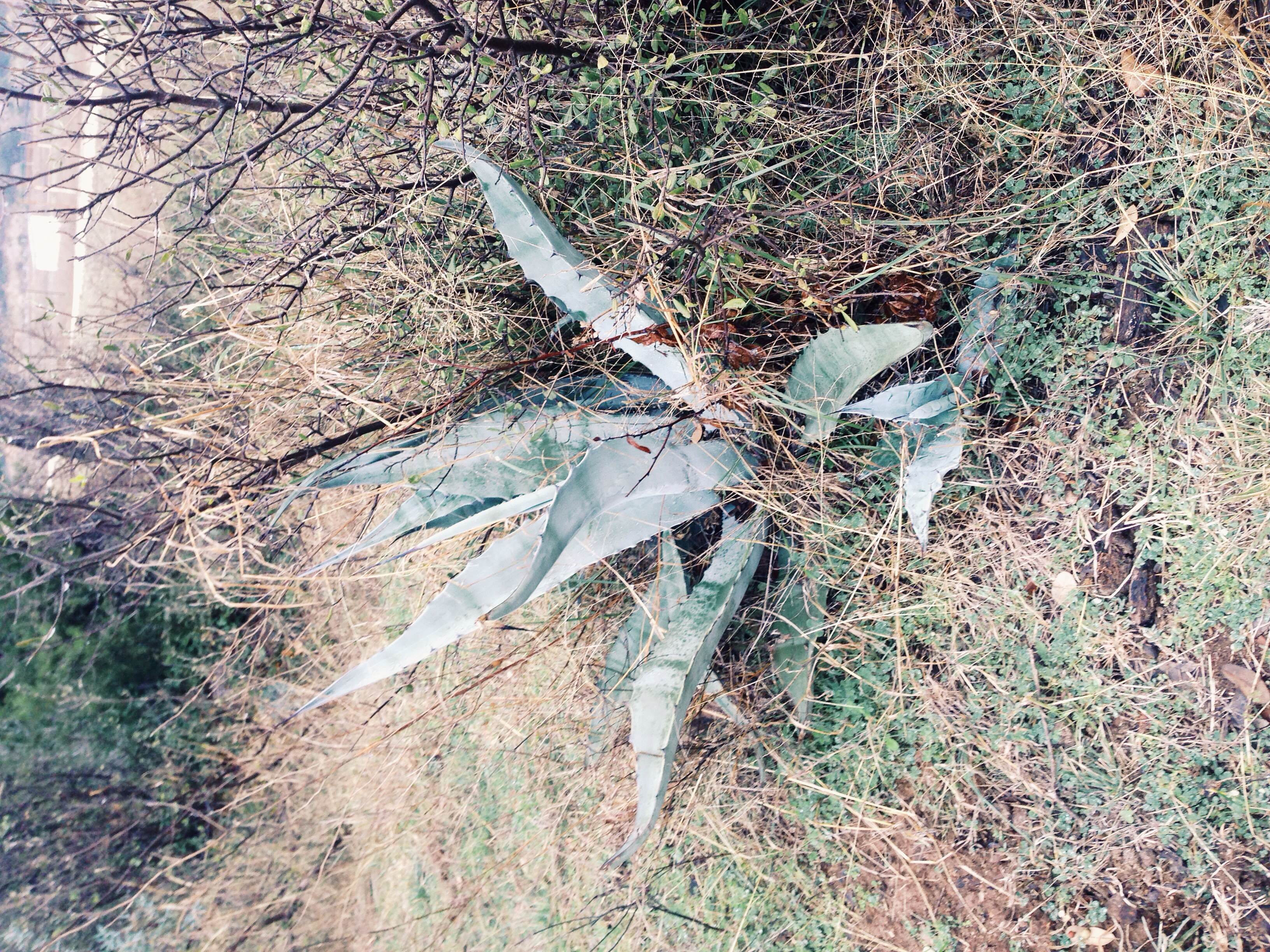 Plant: Agave americana, Century Plant | Location: Double Eagle Ranch, Burnet Co., Texas