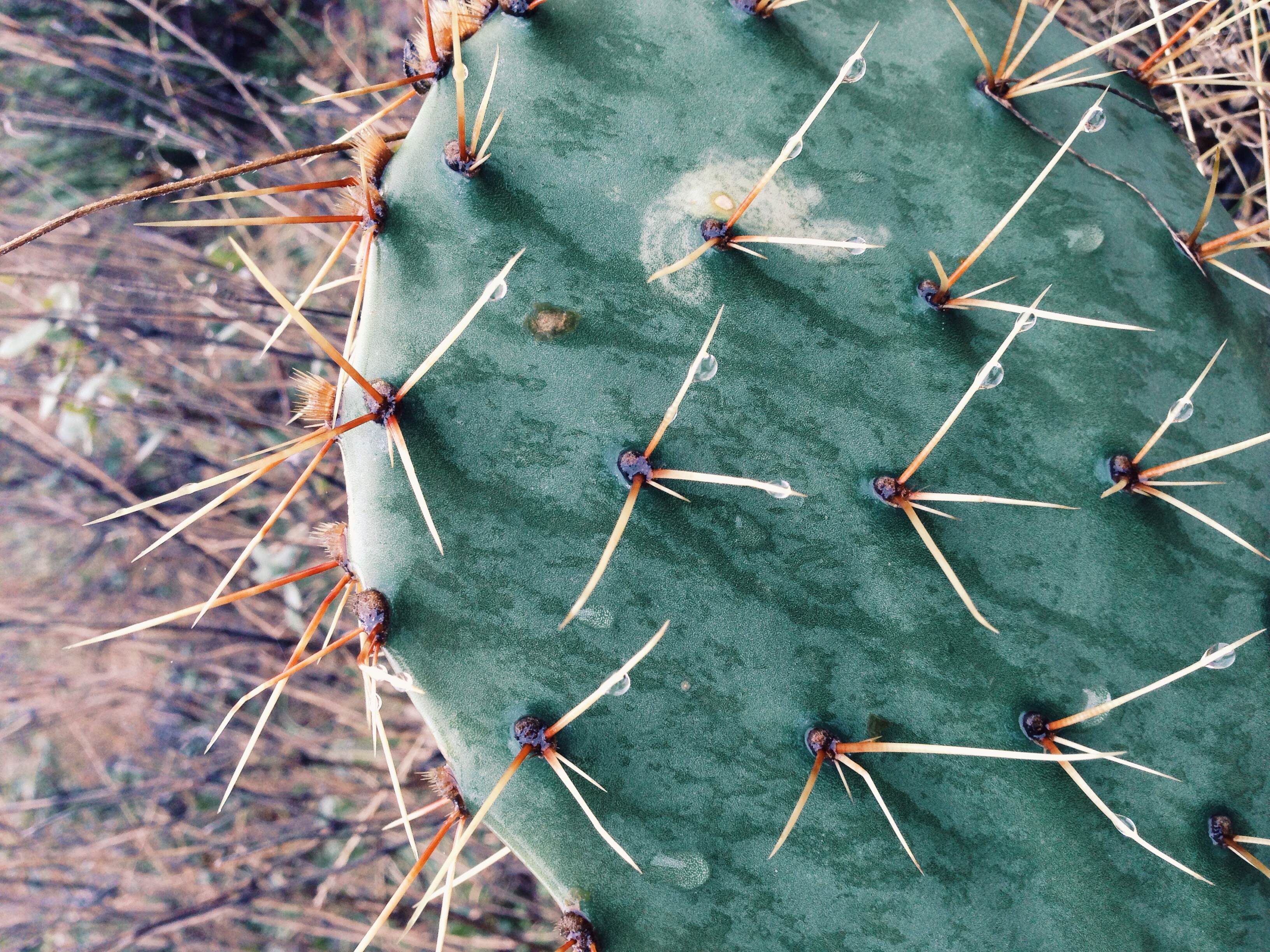 Plant: Opuntia phaeacantha (?), Tulip Prickly Pear | Location: Double Eagle Ranch, Burnet Co., Texas