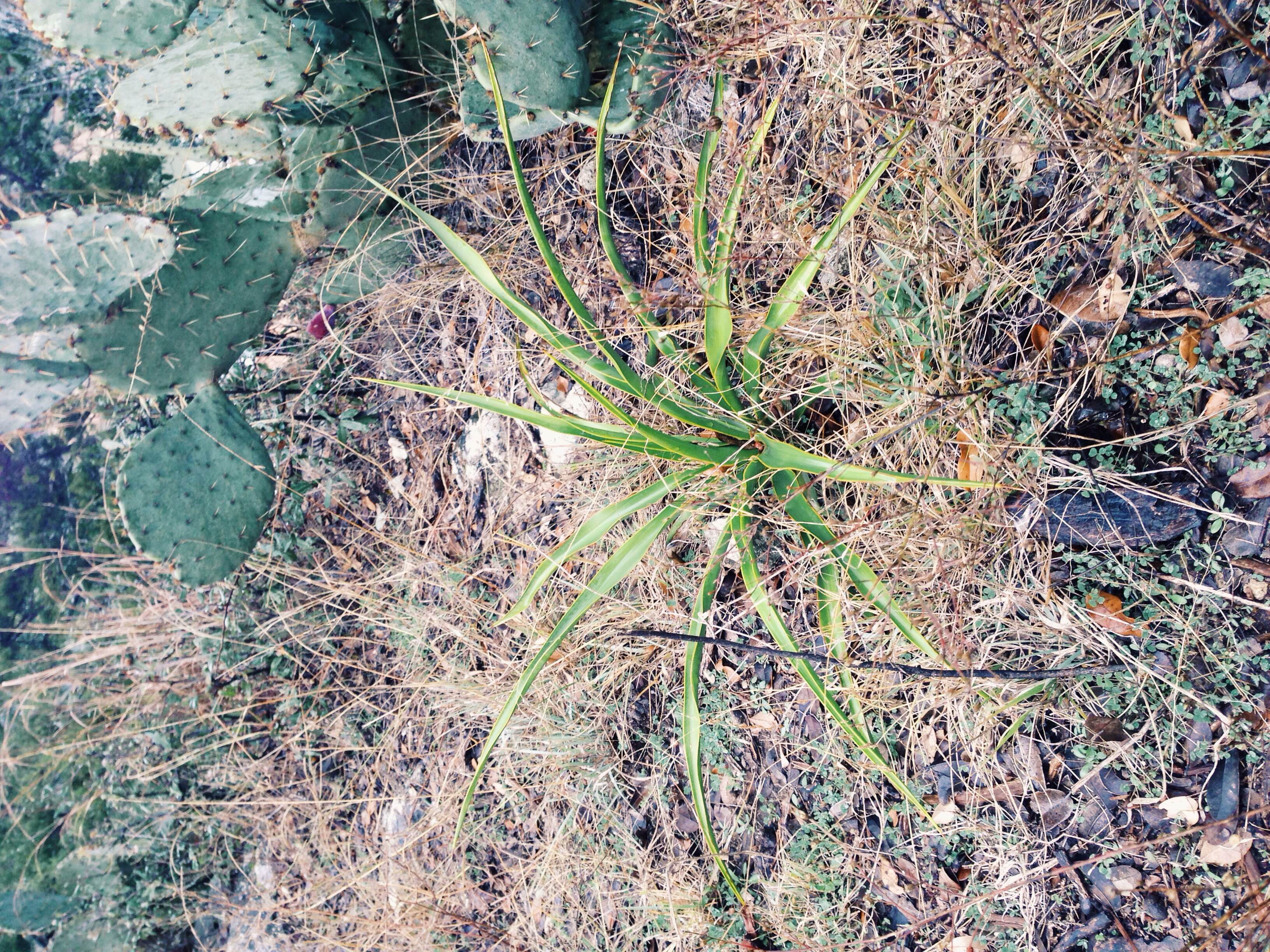 Plant: Yucca rupicola, Twistleaf Yucca | Locations: Double Eagle Ranch, Burnet Co., Texas