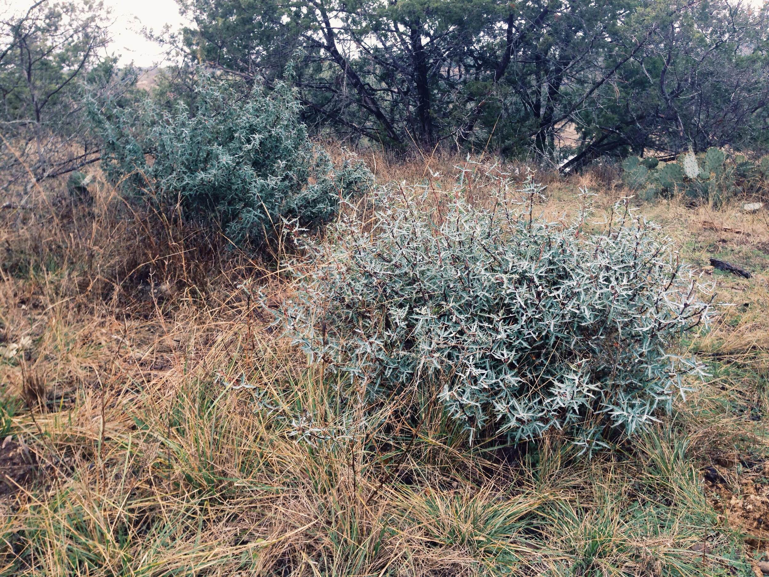 Plant: Mahonia trifoliolata, Agarita | Location: Double Eagle Ranch, Burnet Co., Texas