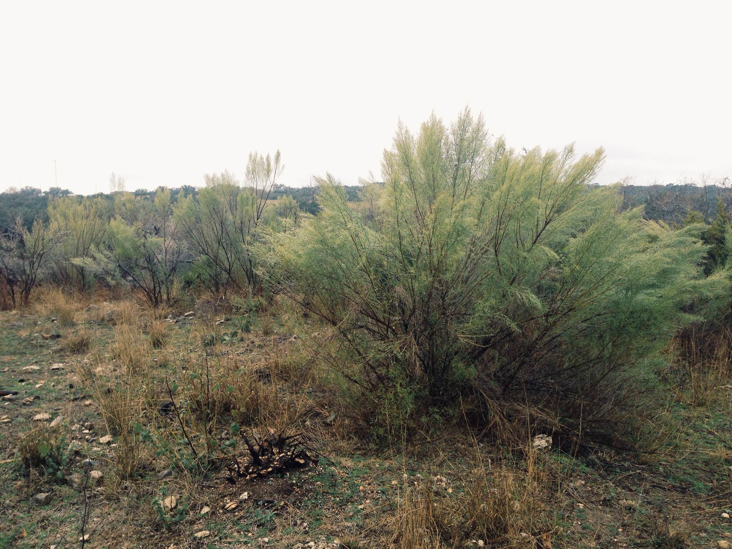 Plant: Baccharis neglecta, Roosevelt Weed | Location: Double Eagle Ranch, Burnet Co., Texas