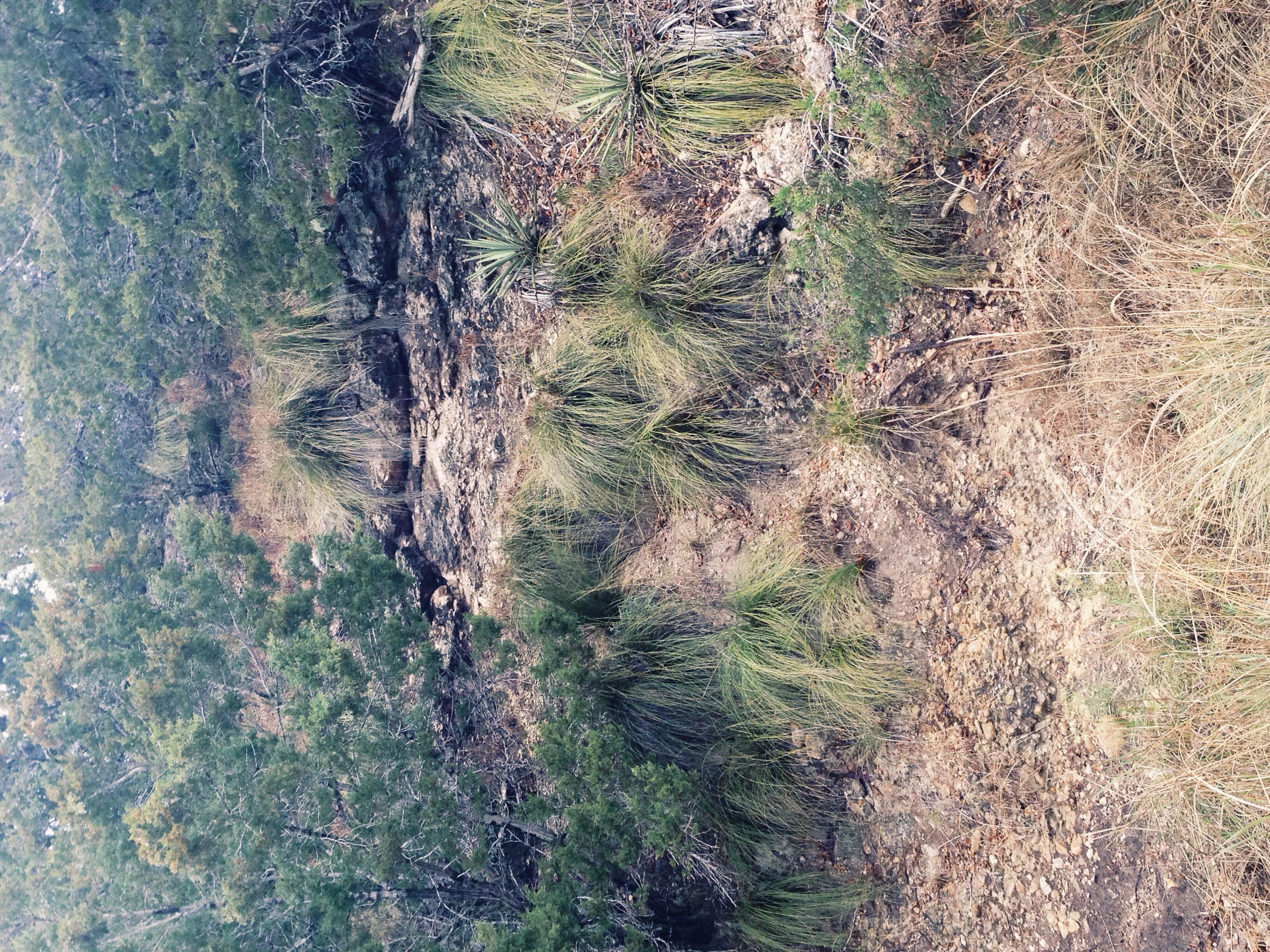 Plant: Nolina texana, Sacahuista | Location: Double Eagle Ranch, Burnet Co., Texas