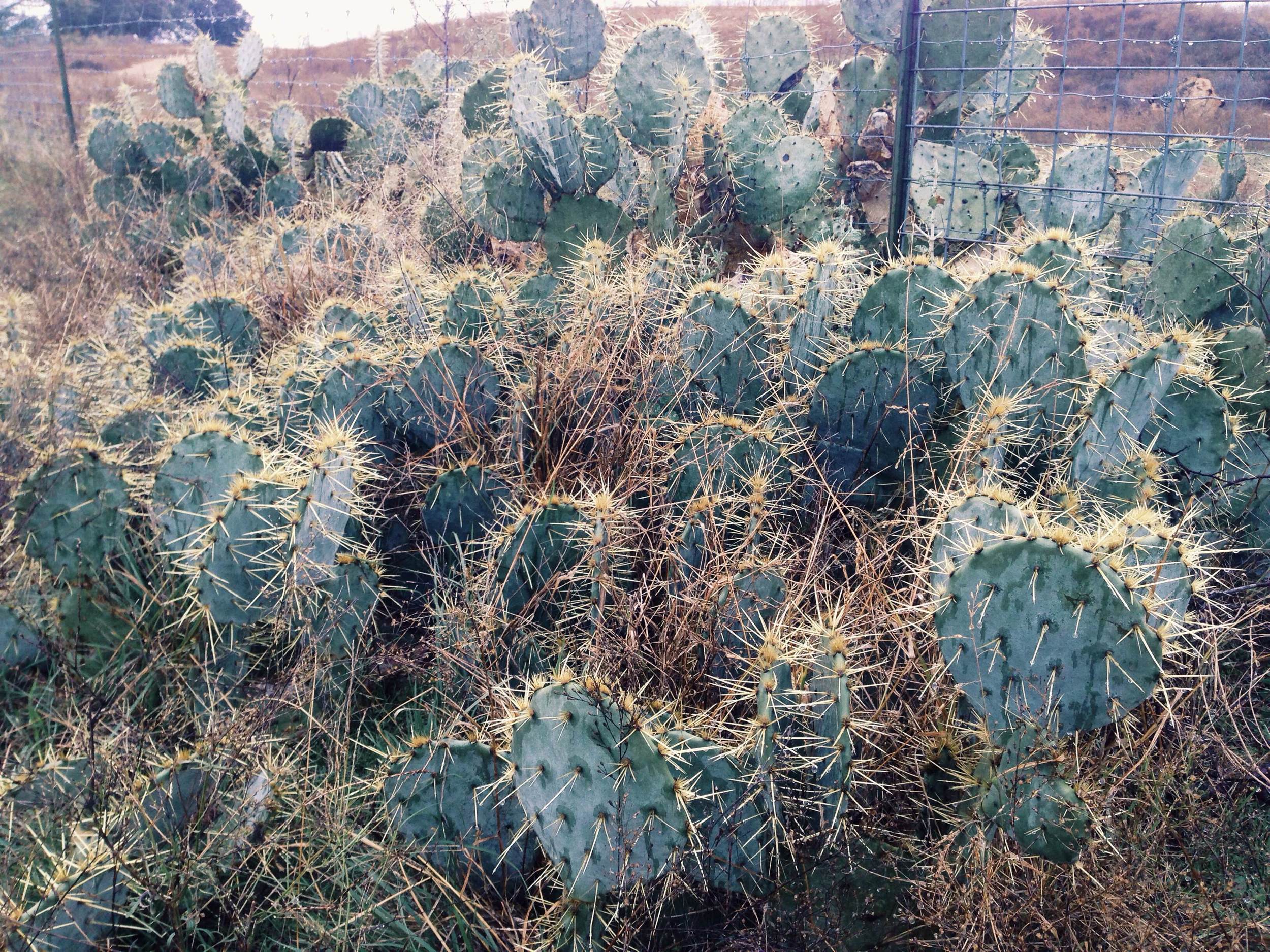 Plant: Opuntia engelmannii, Englemann's Prickly Pear | Location: Double Eagle Ranch, Burnet Co., Texas