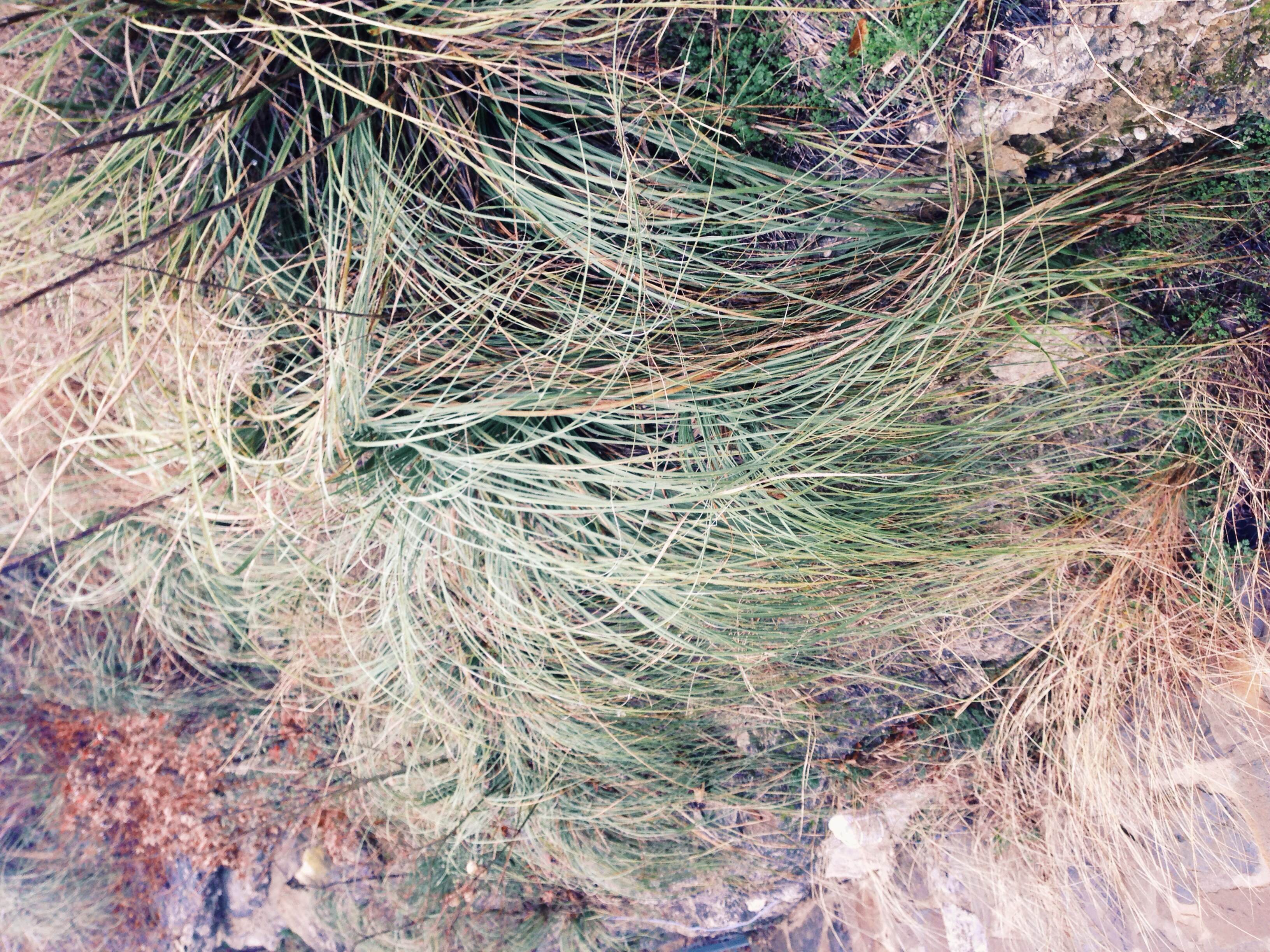 Plant: Nolina lindheimeriana, Lindheimer's Nolina | Location: Double Eagle Ranch, Burnet Co., Texas