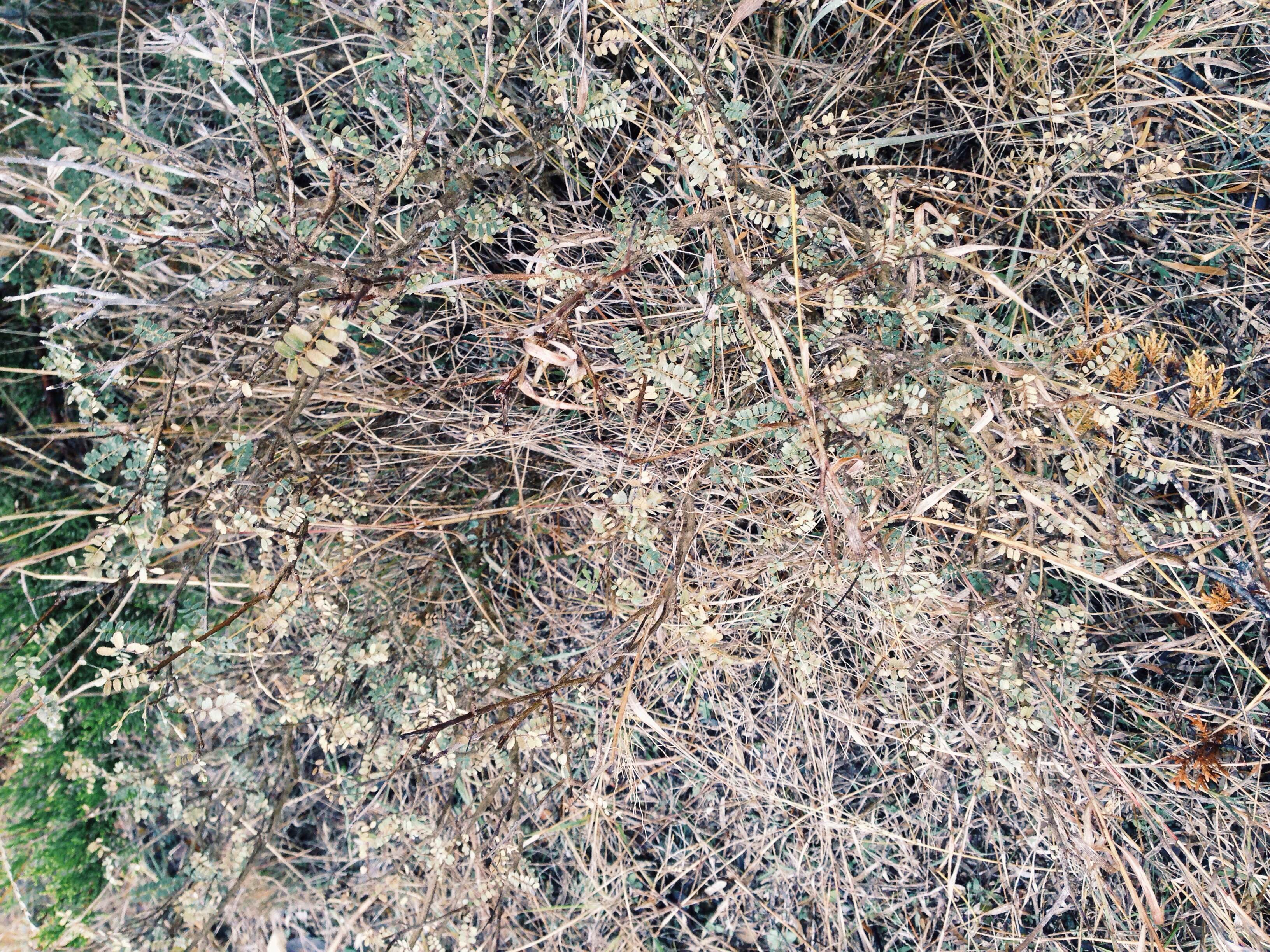 Plant: Dalea sp. (?) | Location: Double Eagle Ranch, Burnet Co., Texas