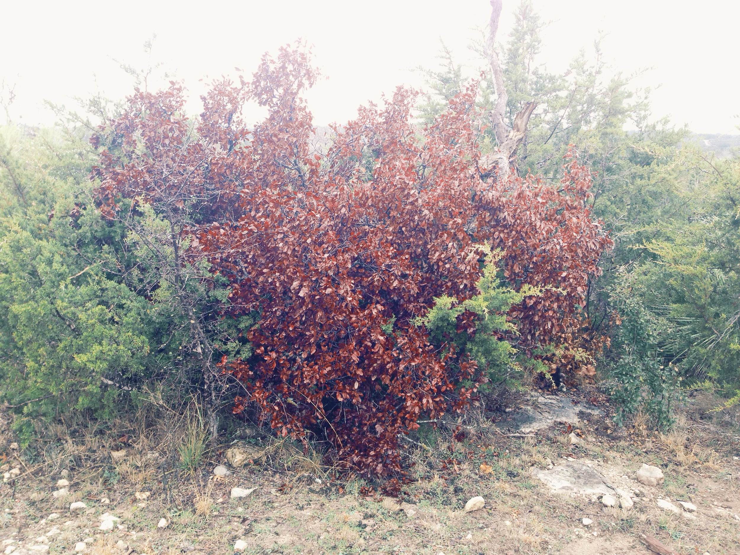 Plant: Quercus sp. (?) | Location: Double Eagle Ranch, Burnet Co., Texas