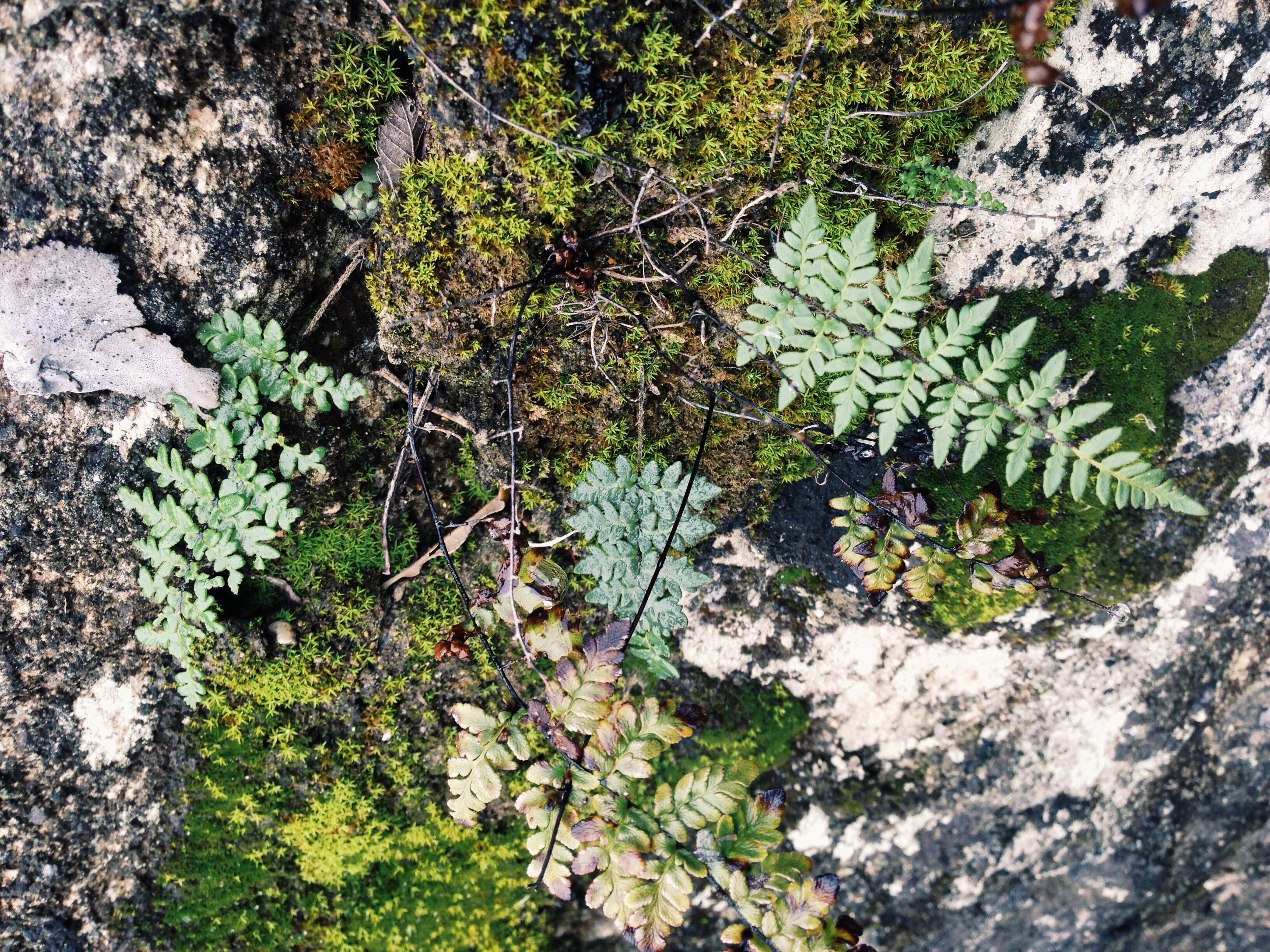 Plant: Cheilanthes alabamensis, Alabama Lip Fern (?) | Location: Double Eagle Ranch, Burnet Co., Texas