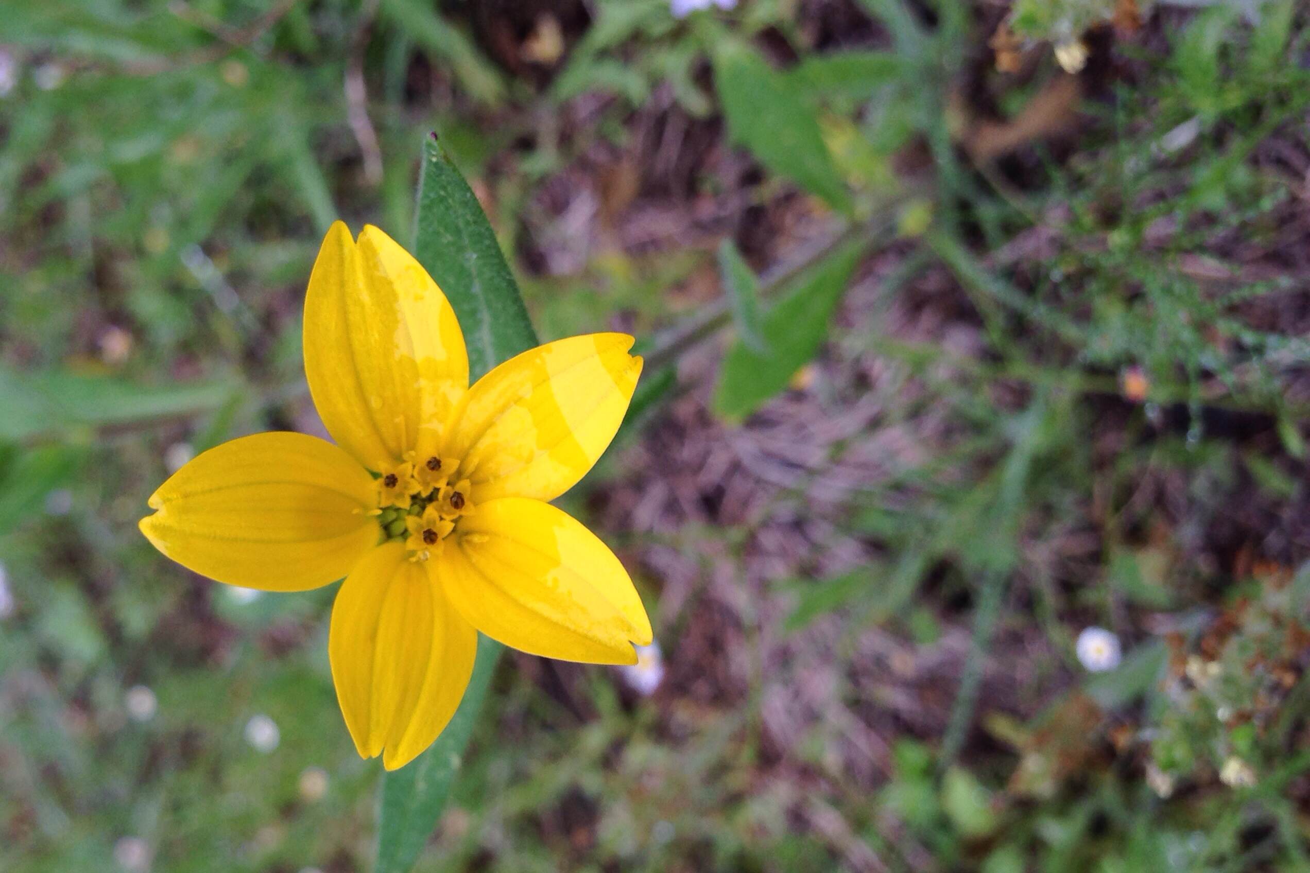 Lindheimera texana, Texas yellowstar