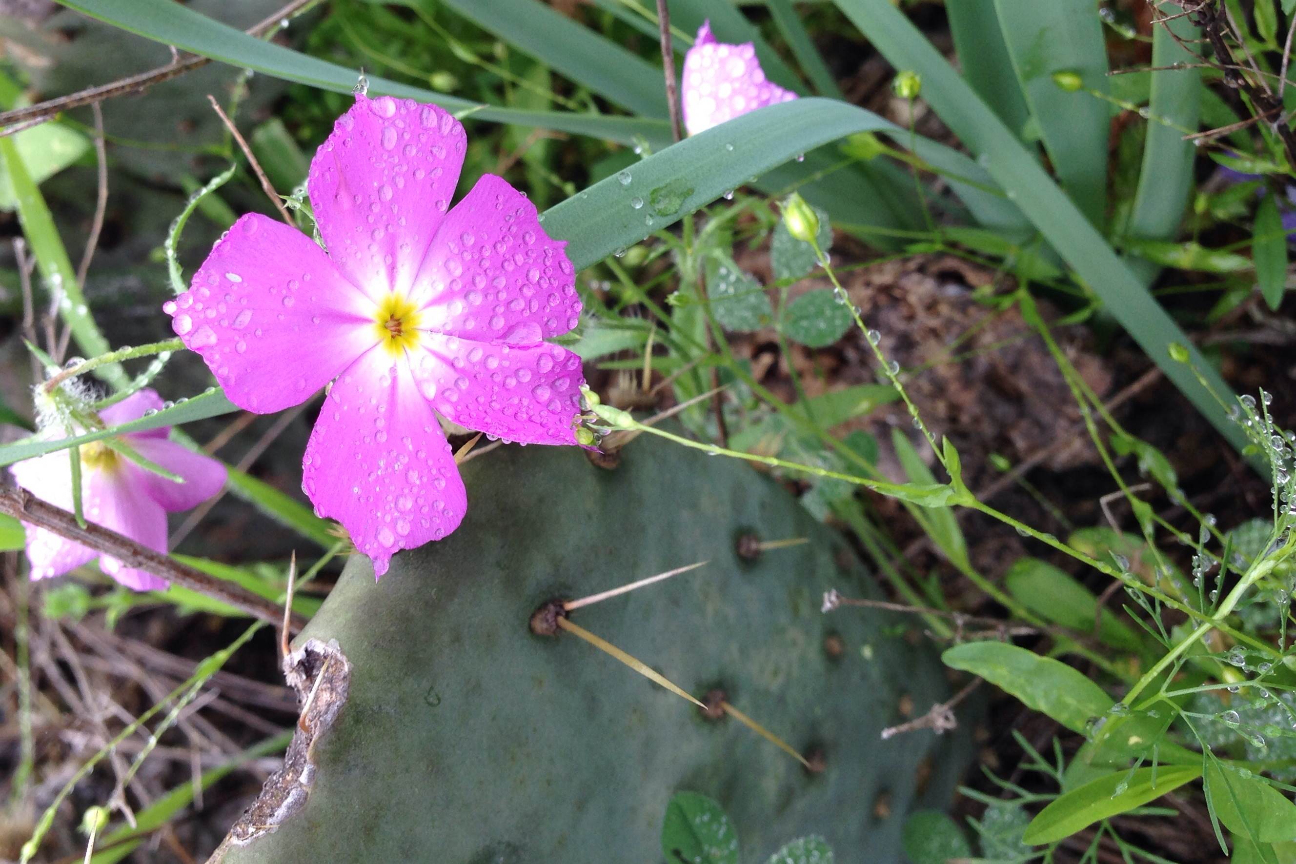 Phlox roemeriana, Goldeneye phlox