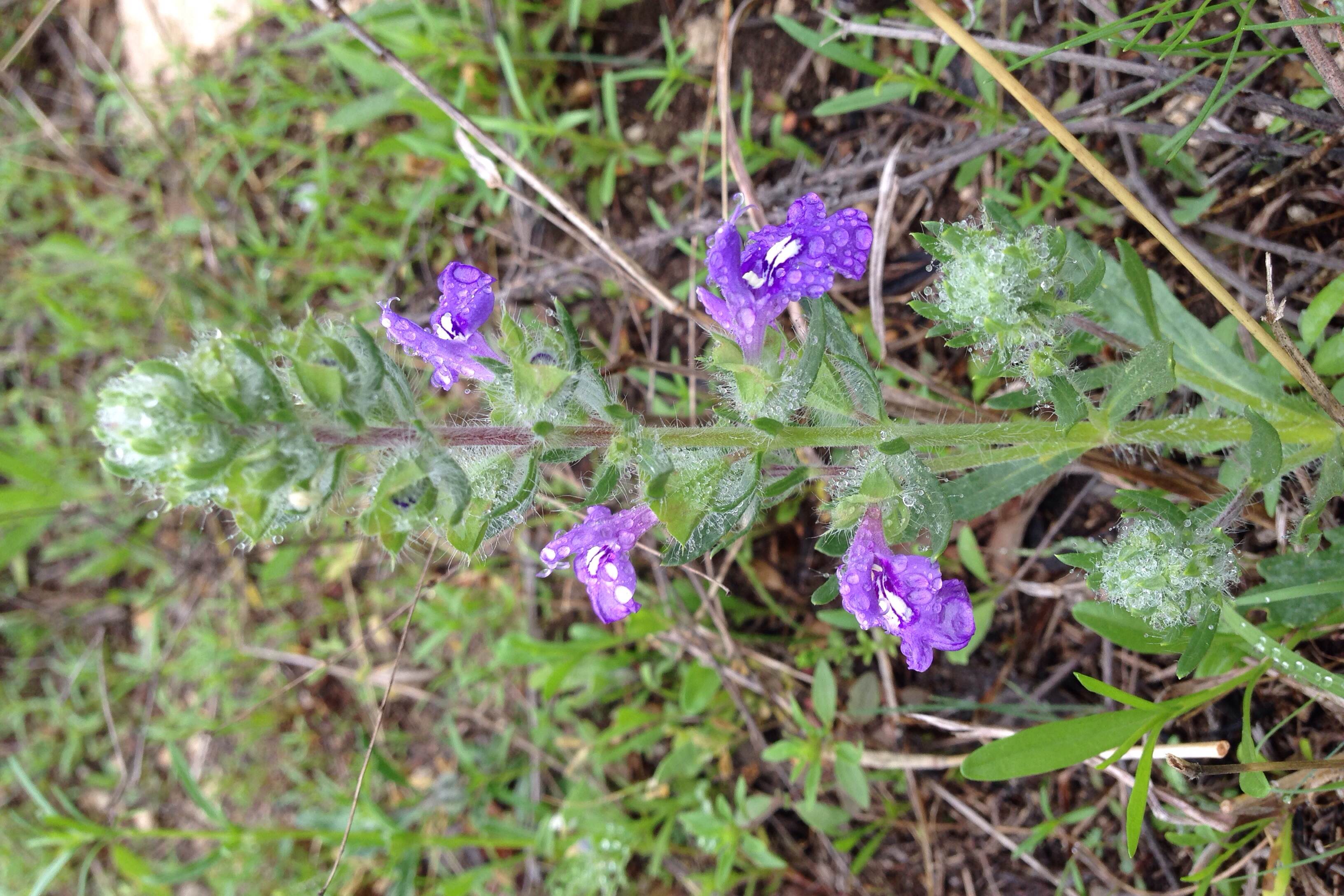 Salvia texana, Texas sage