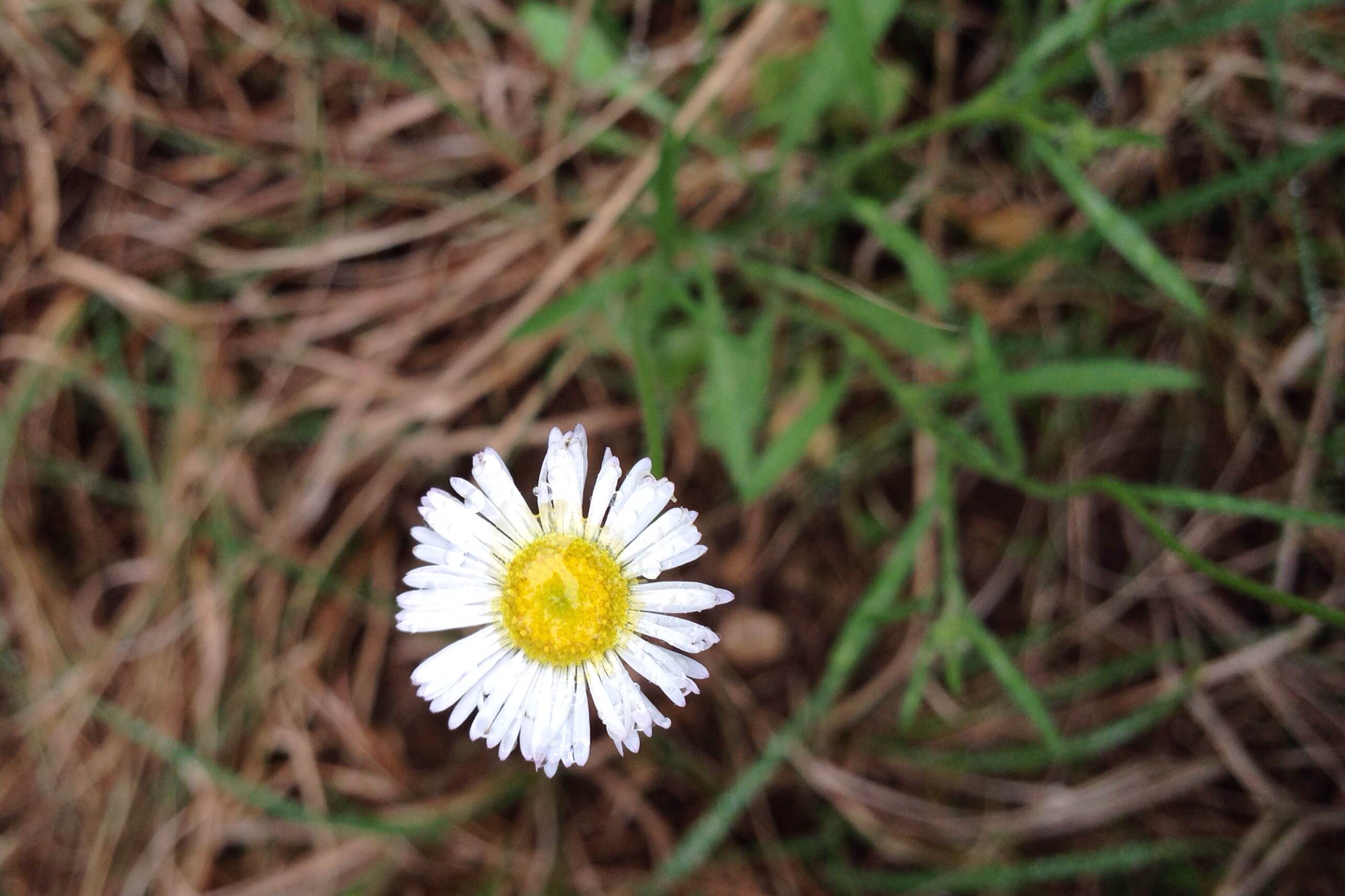 Erigeron modestus, Plains fleabane