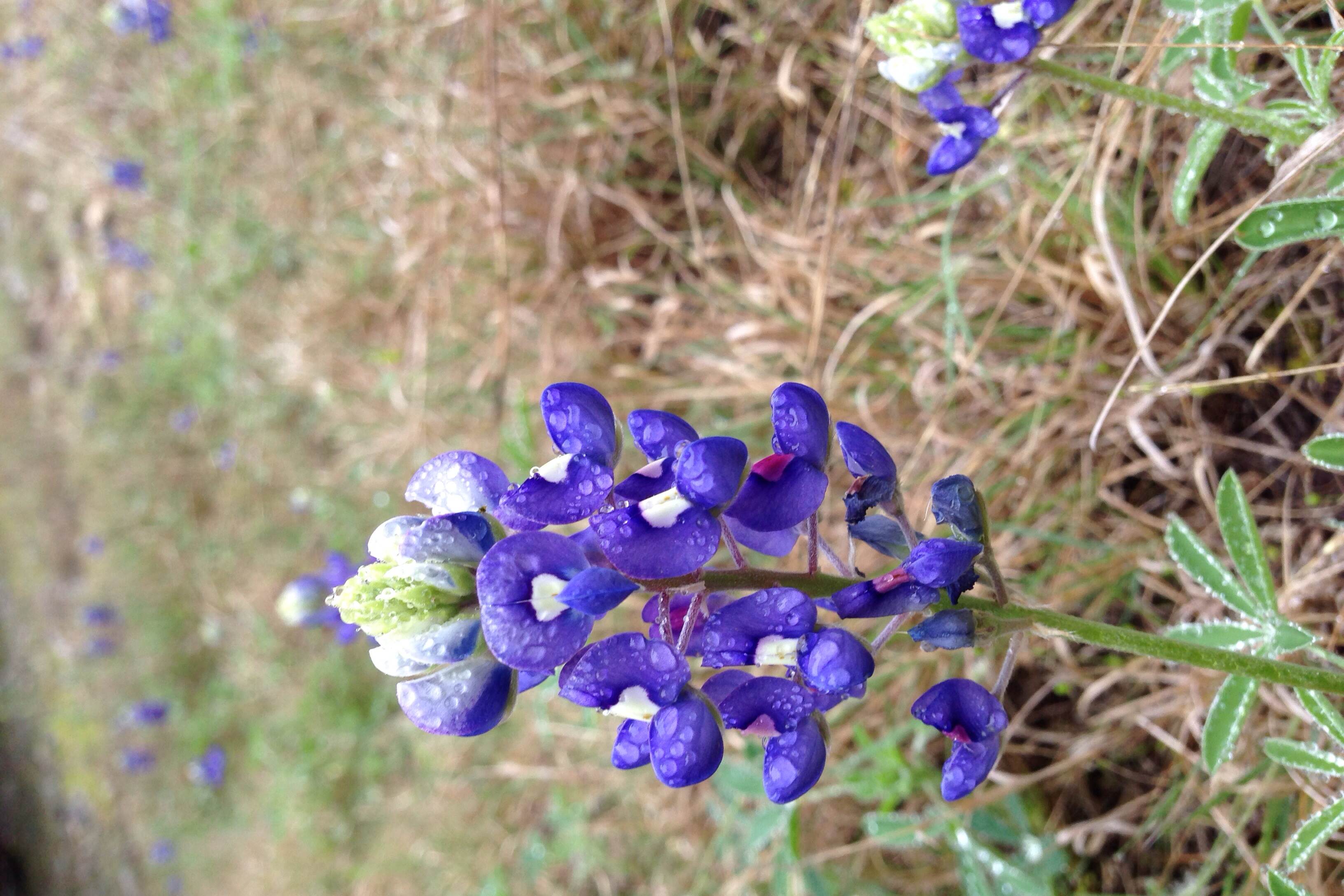 Lupinus texensis, Texas bluebonnet