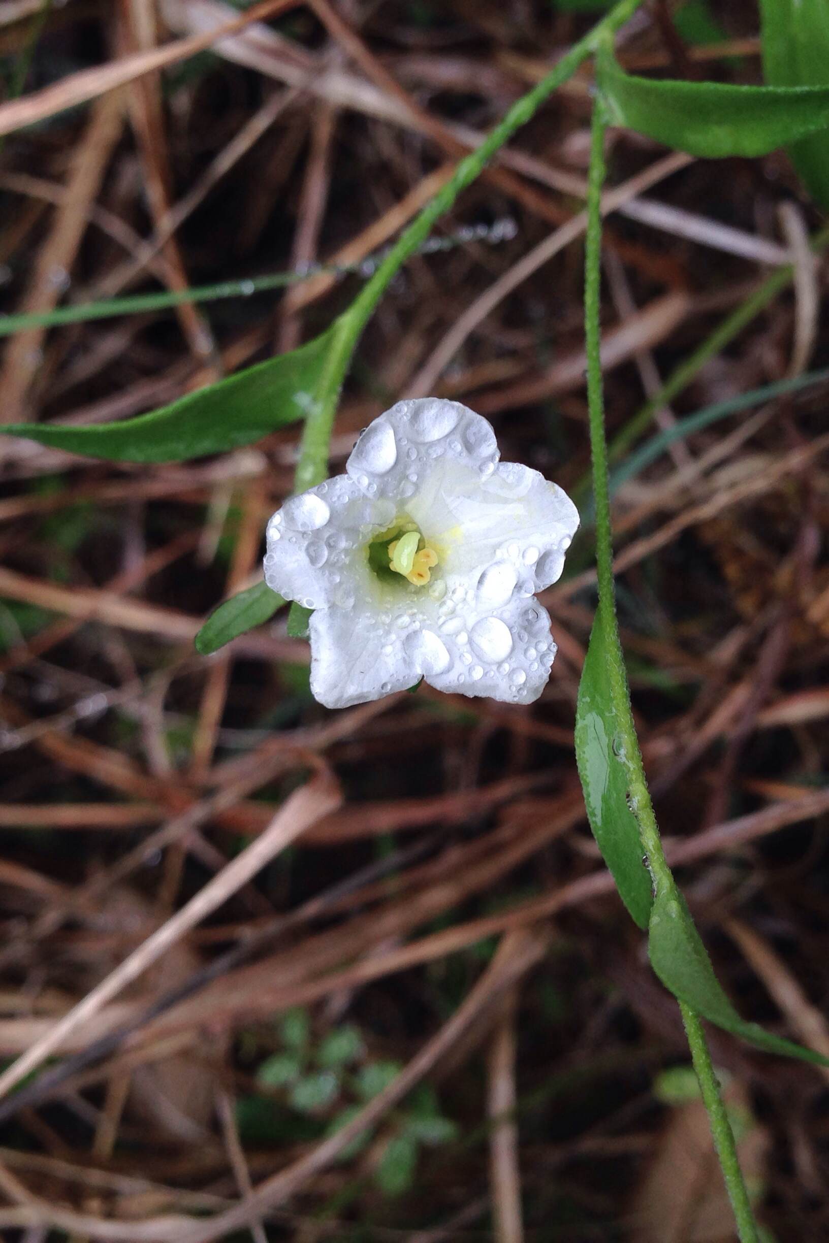 Bouchetia erecta, Painted Tongue