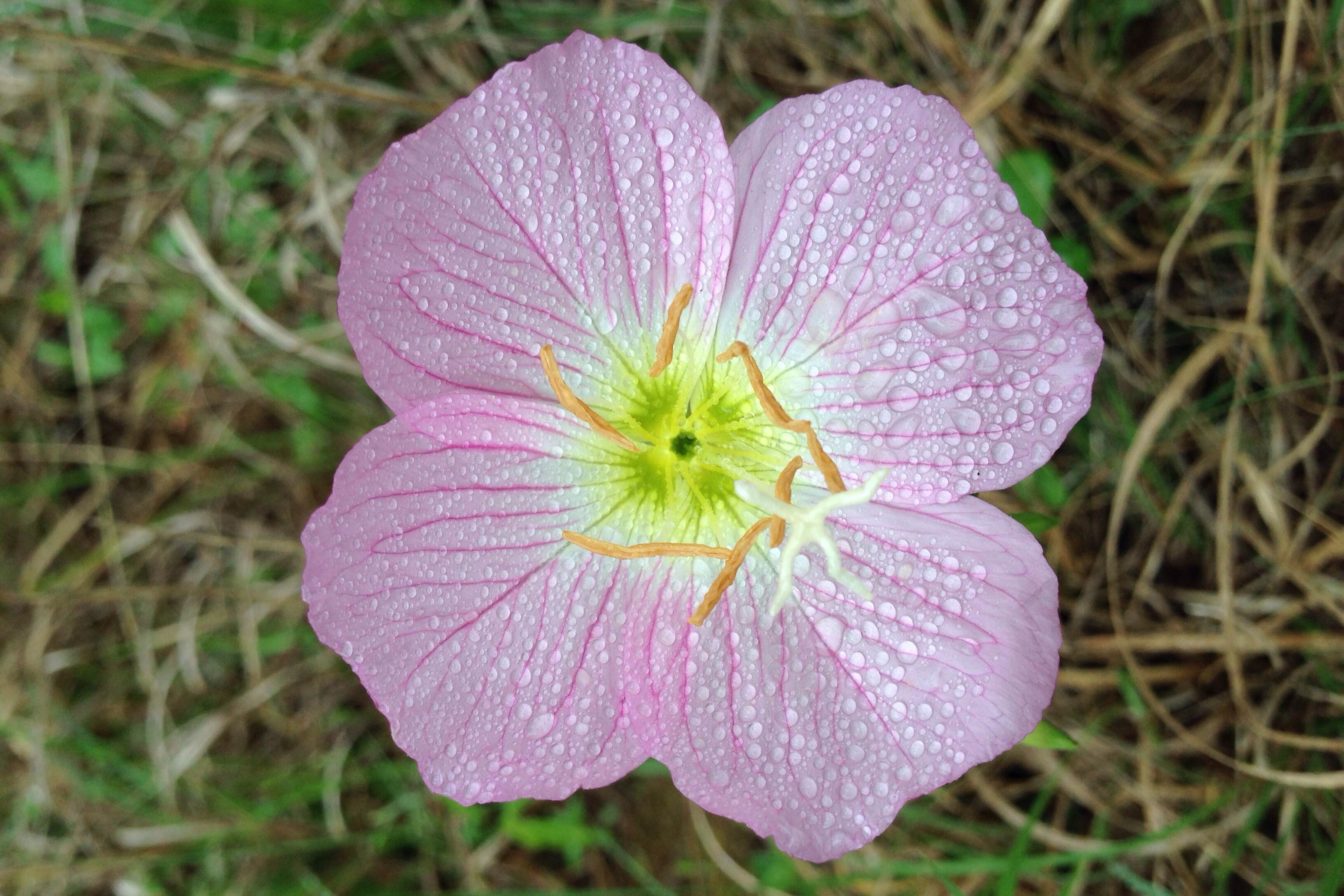 Oenothera speciosa, Showy evening primrose