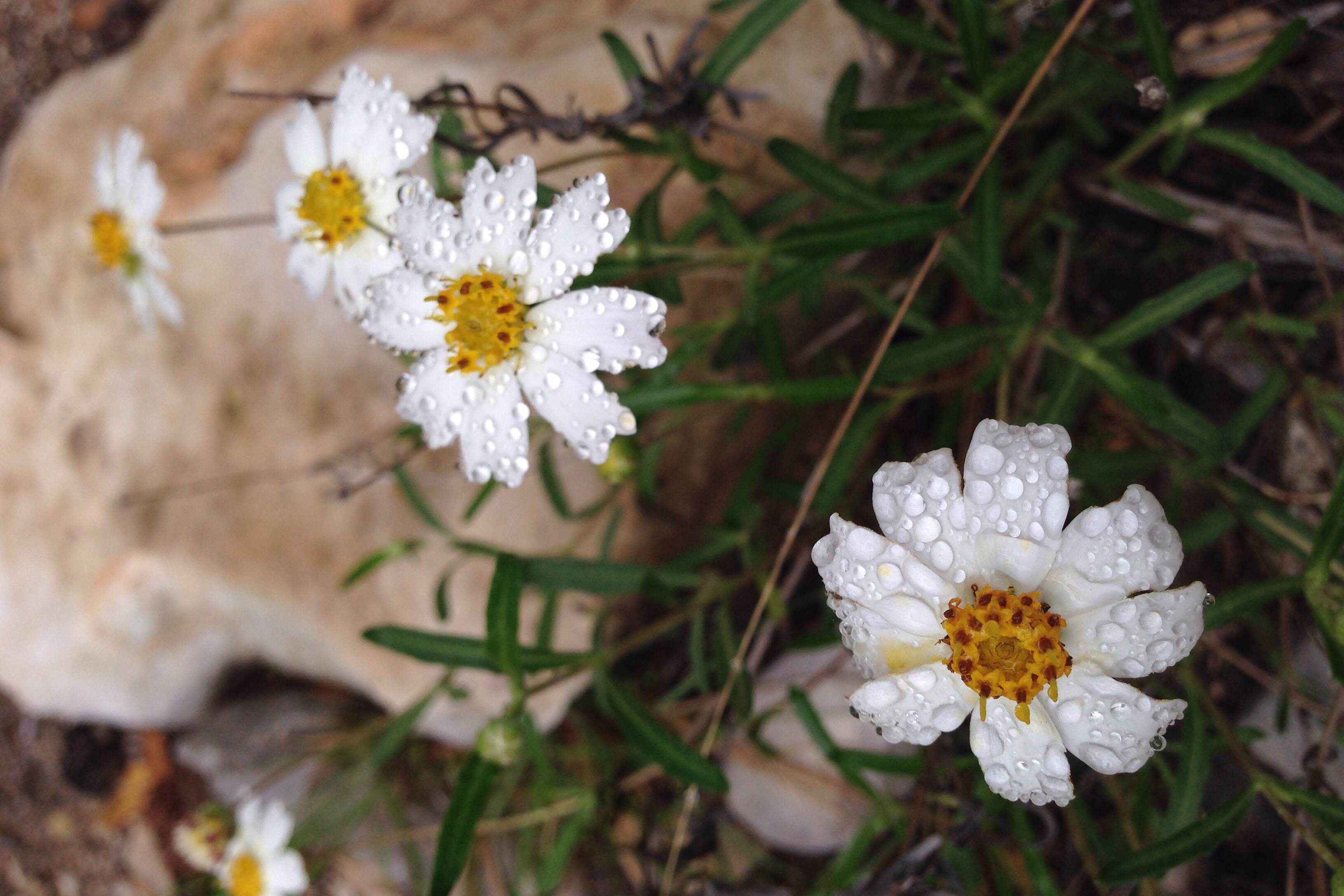 Melampodium leucanthum, Blackfoot daisy