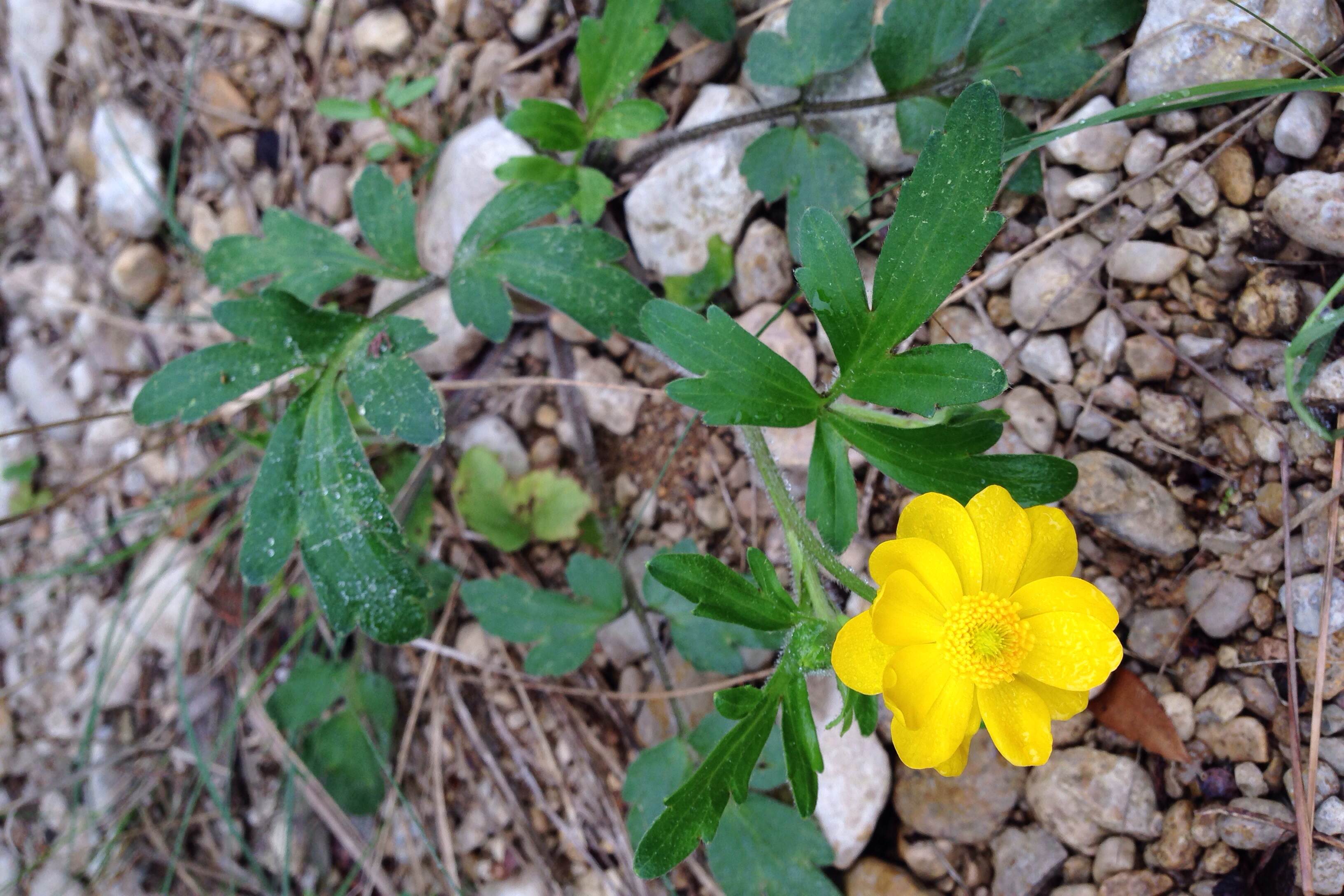 Coreopsis lanceolata?
