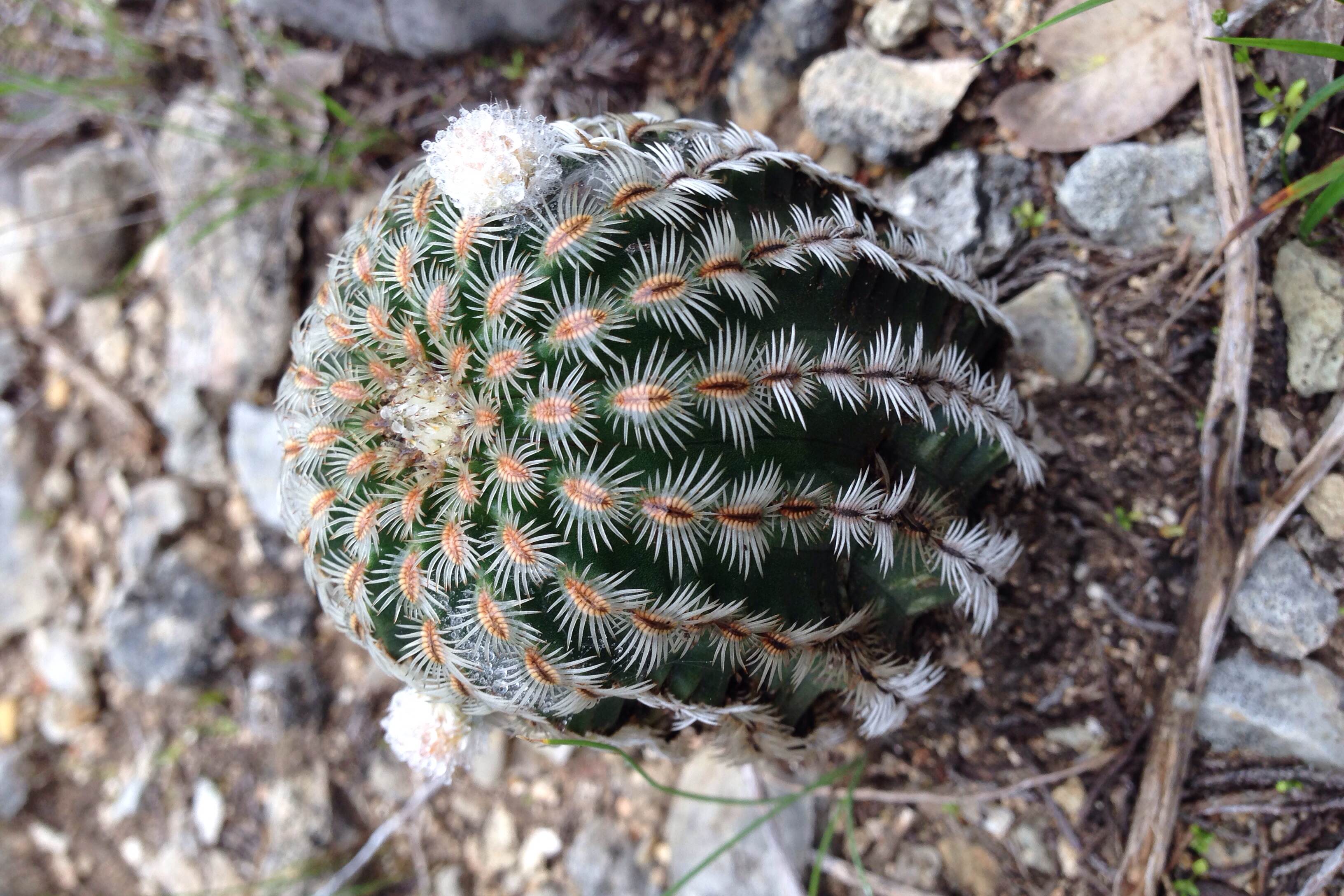 Echinocereus reichenbachii, Lace cactus