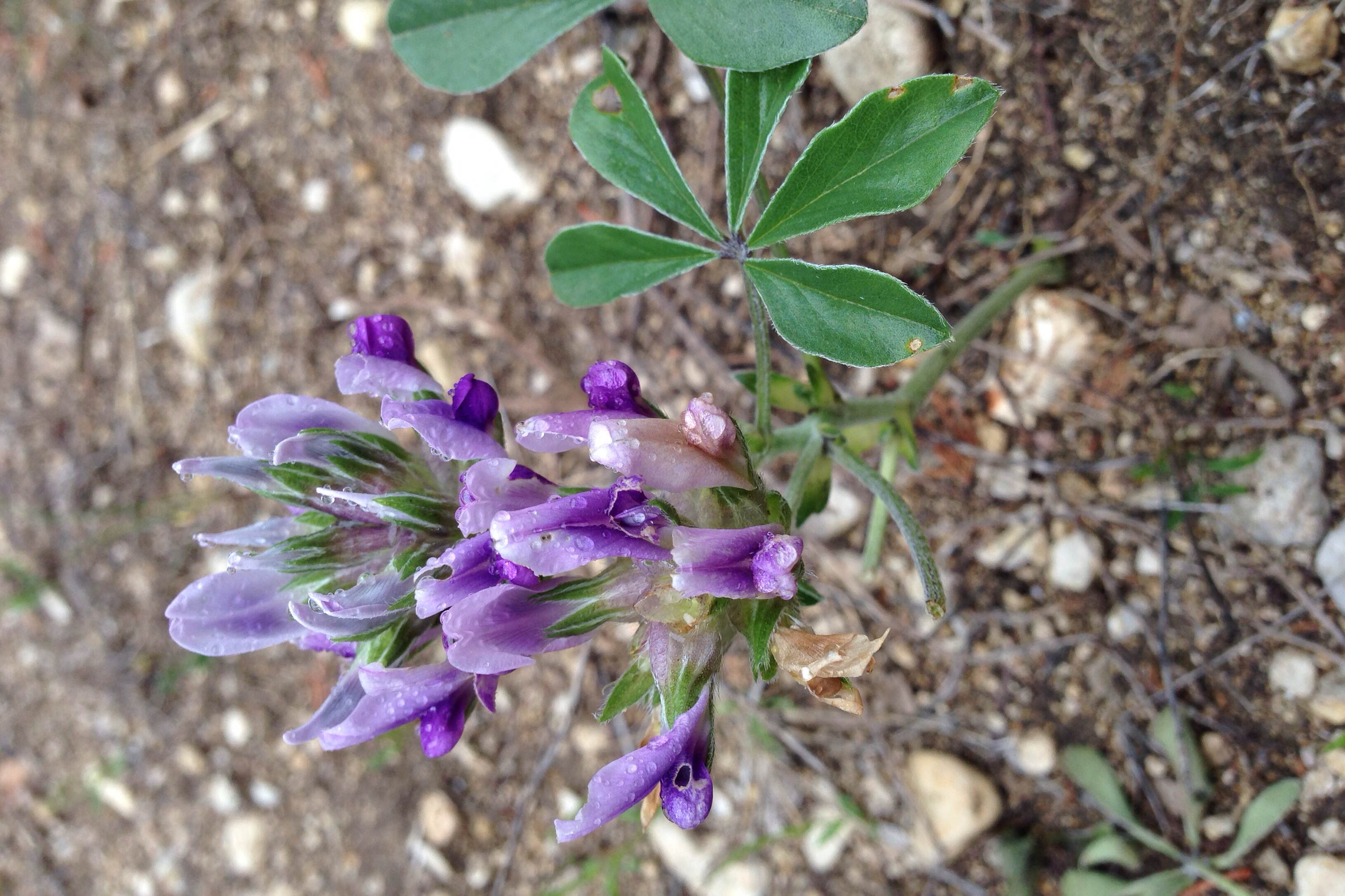 Pediomelum latestipulatum, Texas plains scurfpea 