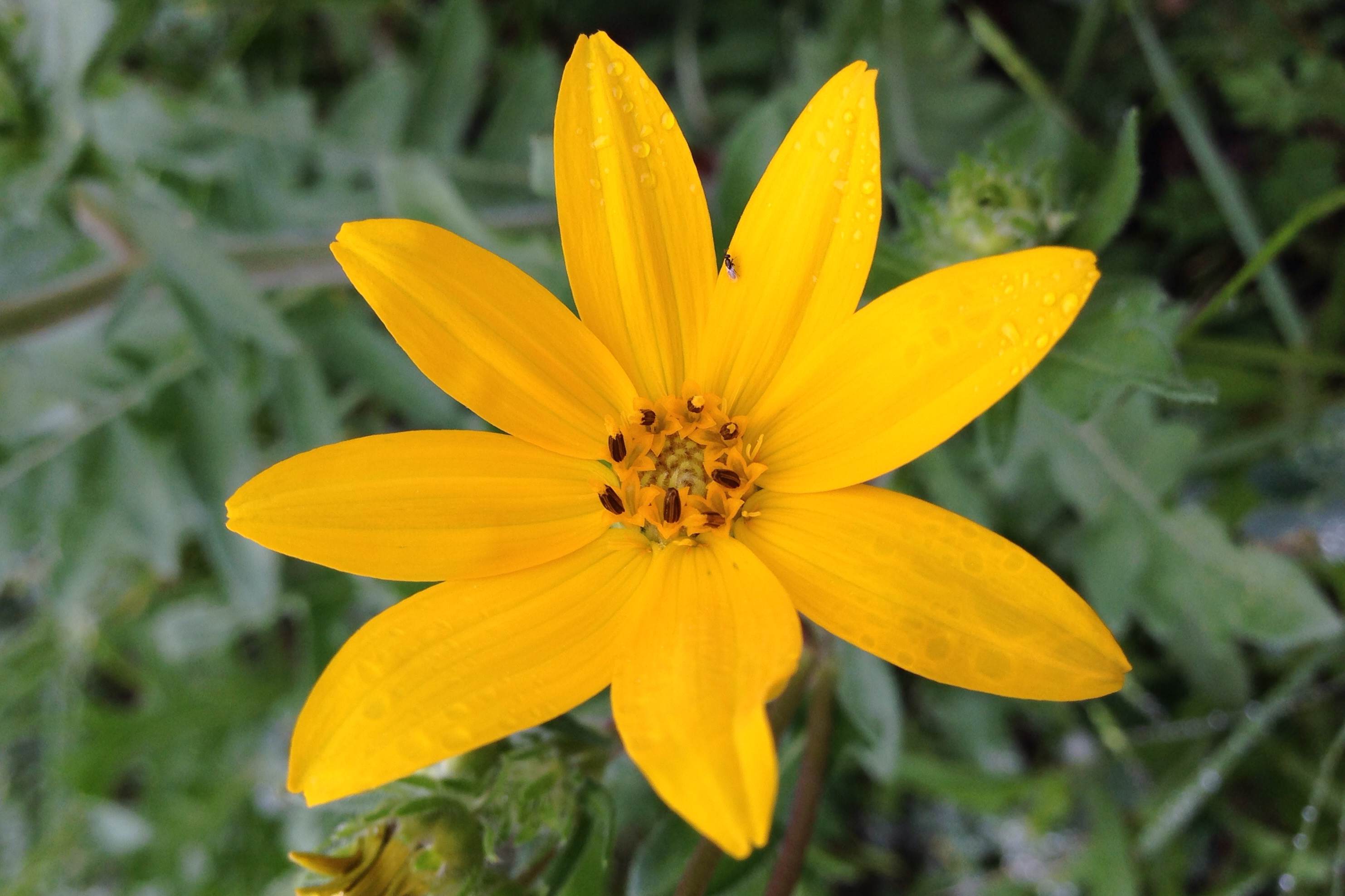 Engelmannia peristenia, Engelmann daisy