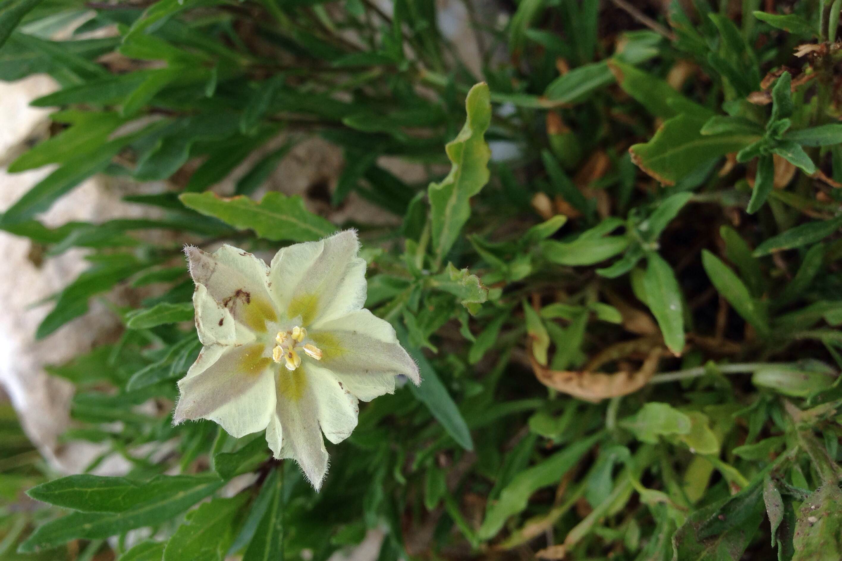 Chamaesaracha coronopus, Green false nightshade