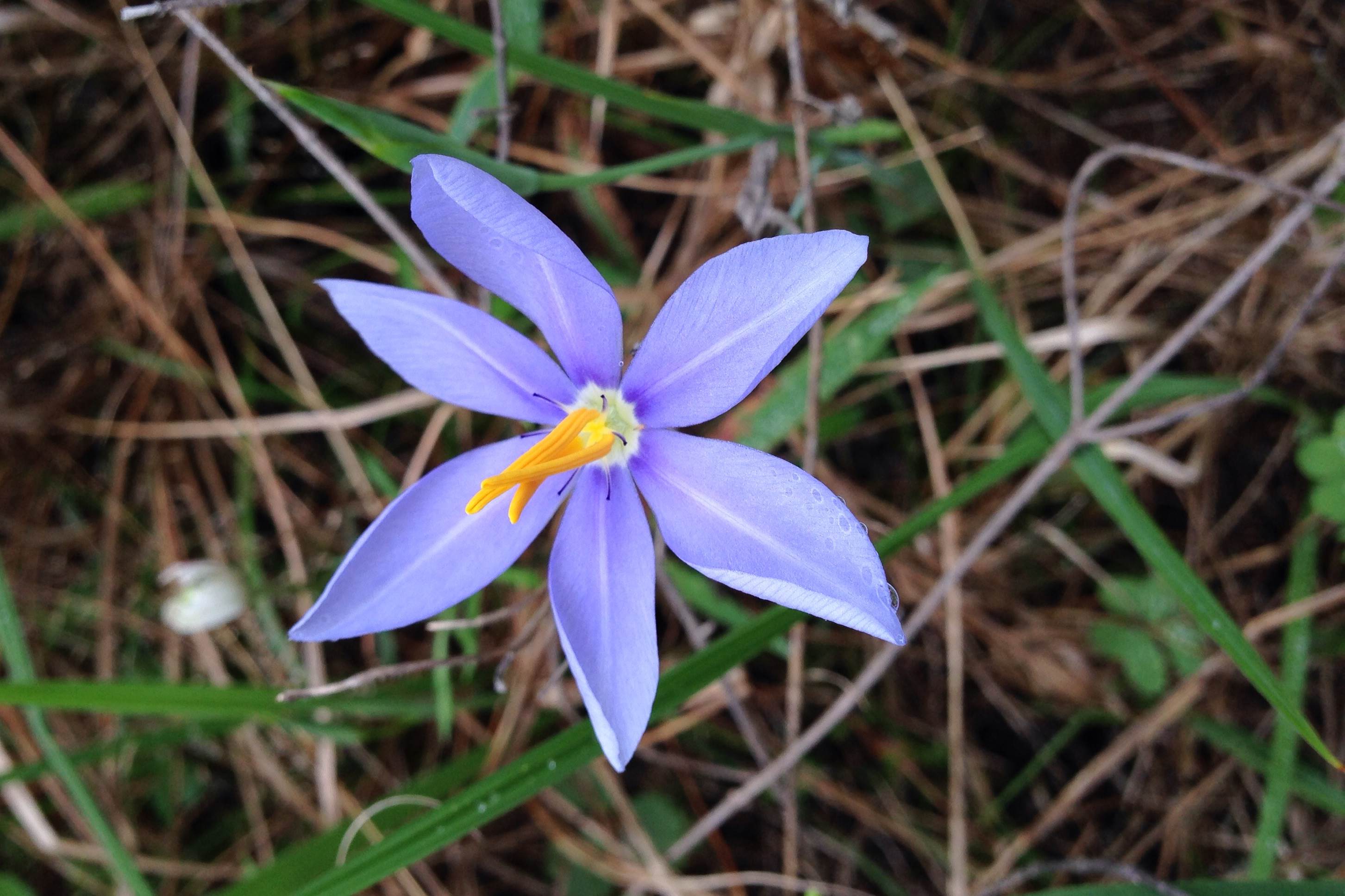Nemastylis geminiflora, Prairie celestials