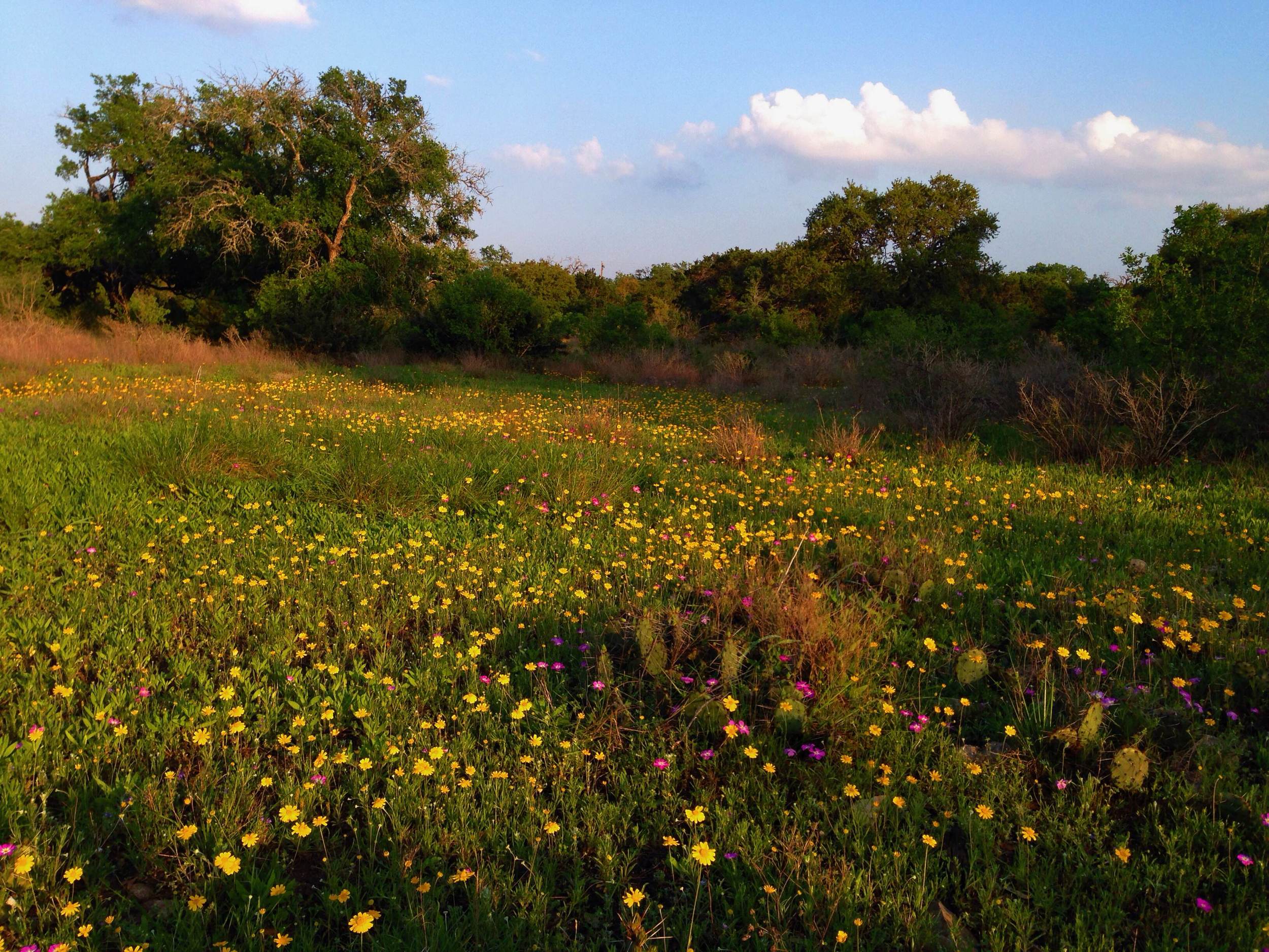 Field of Tetraneuris scaposa, Four nerve daisy