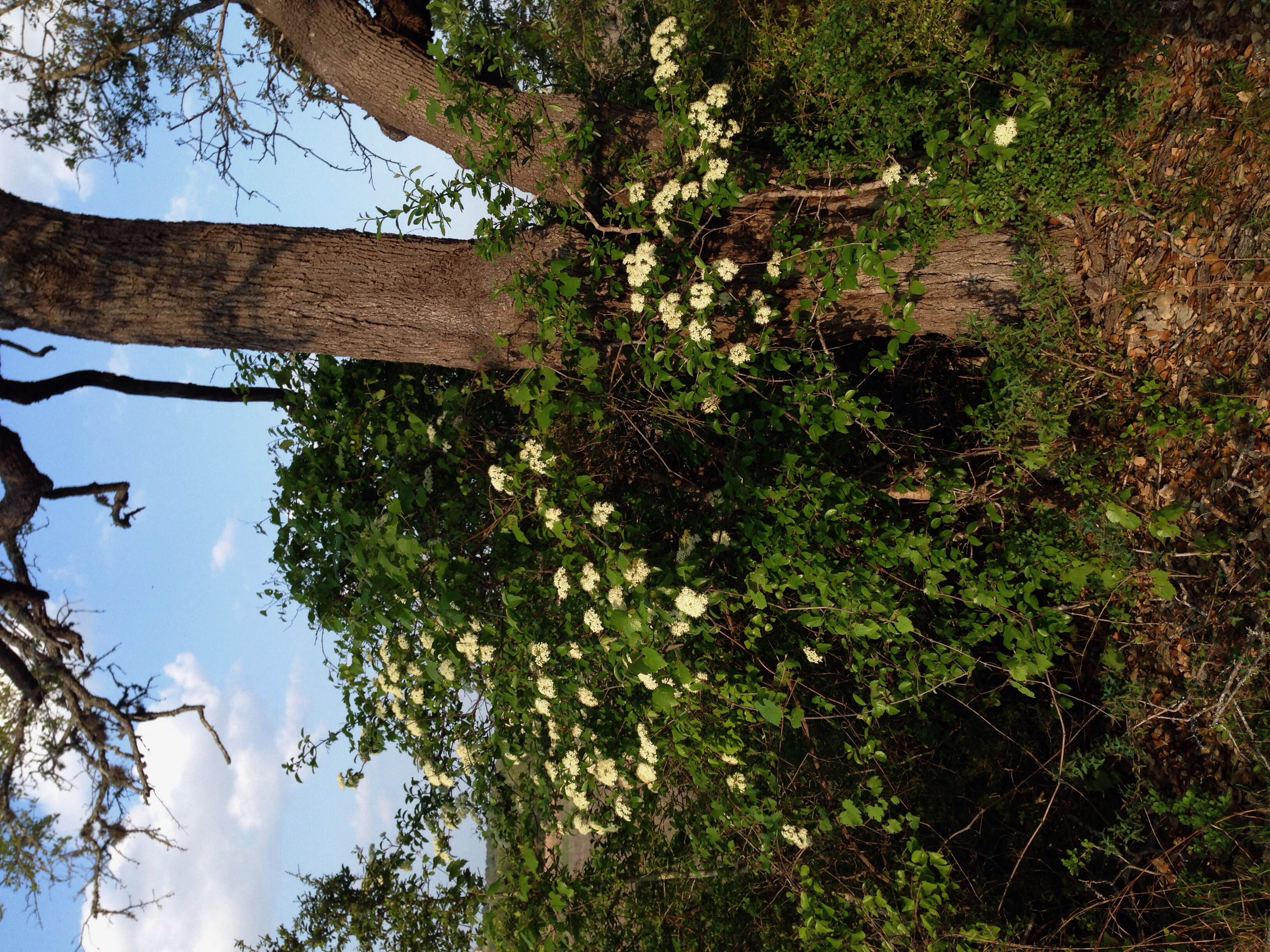 Virburnum rufidulum, Rusty blackhaw viburnum