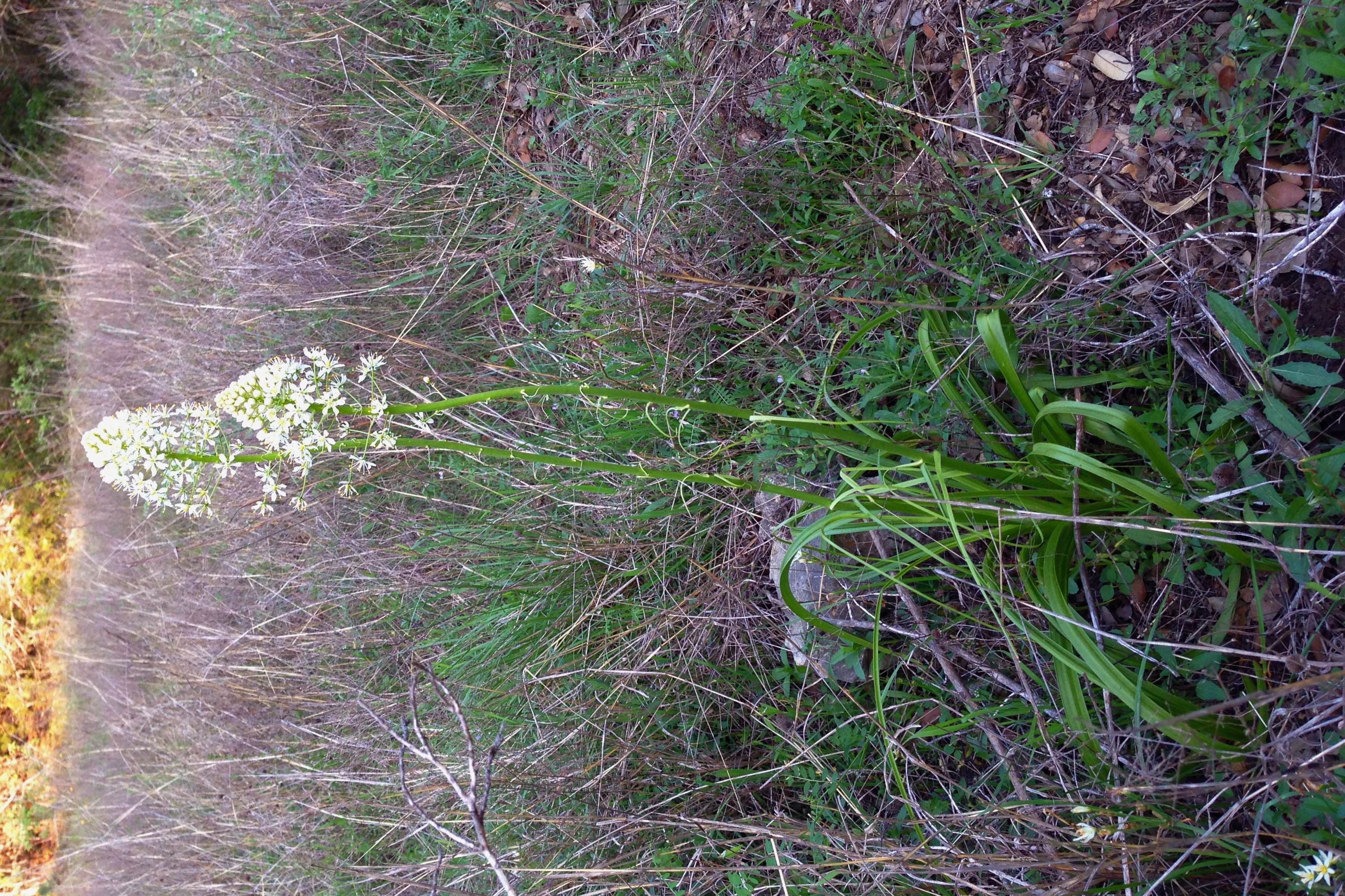 Toxicoscordion nuttallii, Death camas