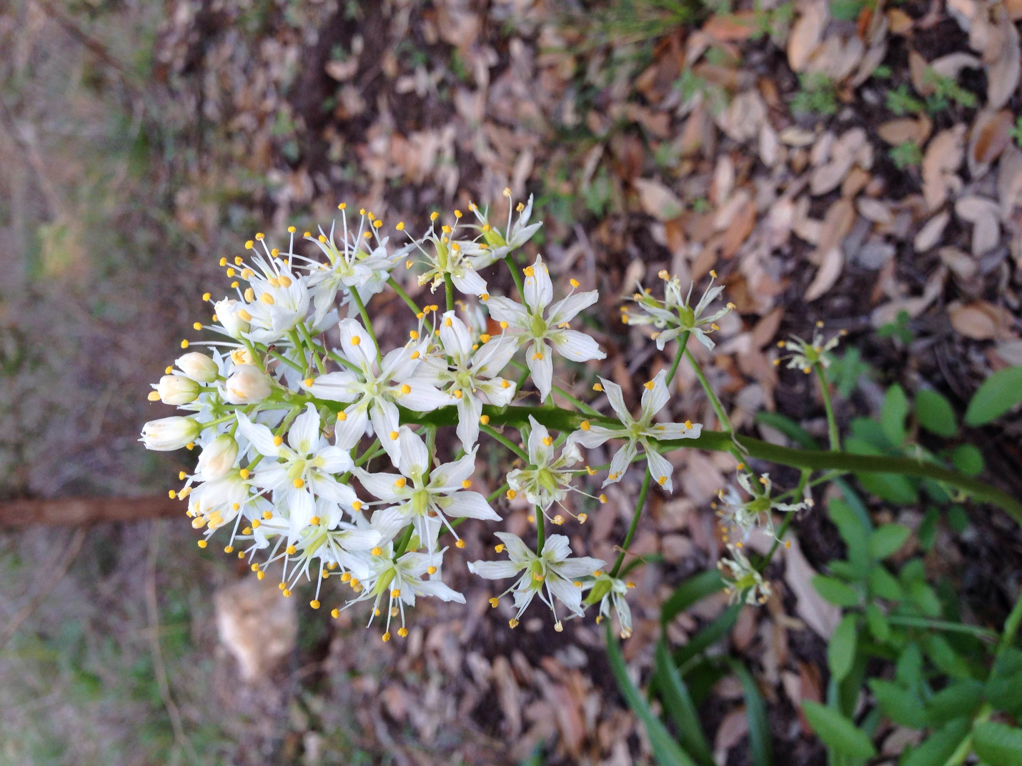 Toxicoscordion nuttallii, Death camas