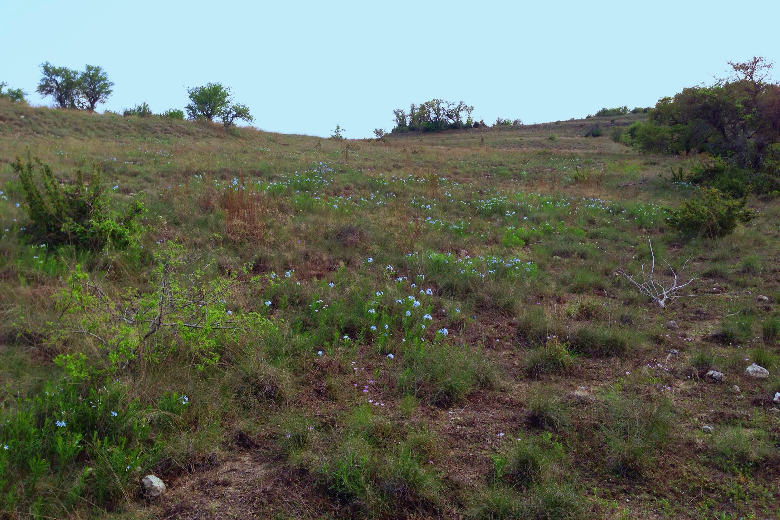 Field of Amsonia ciliata, Fringed bluestar