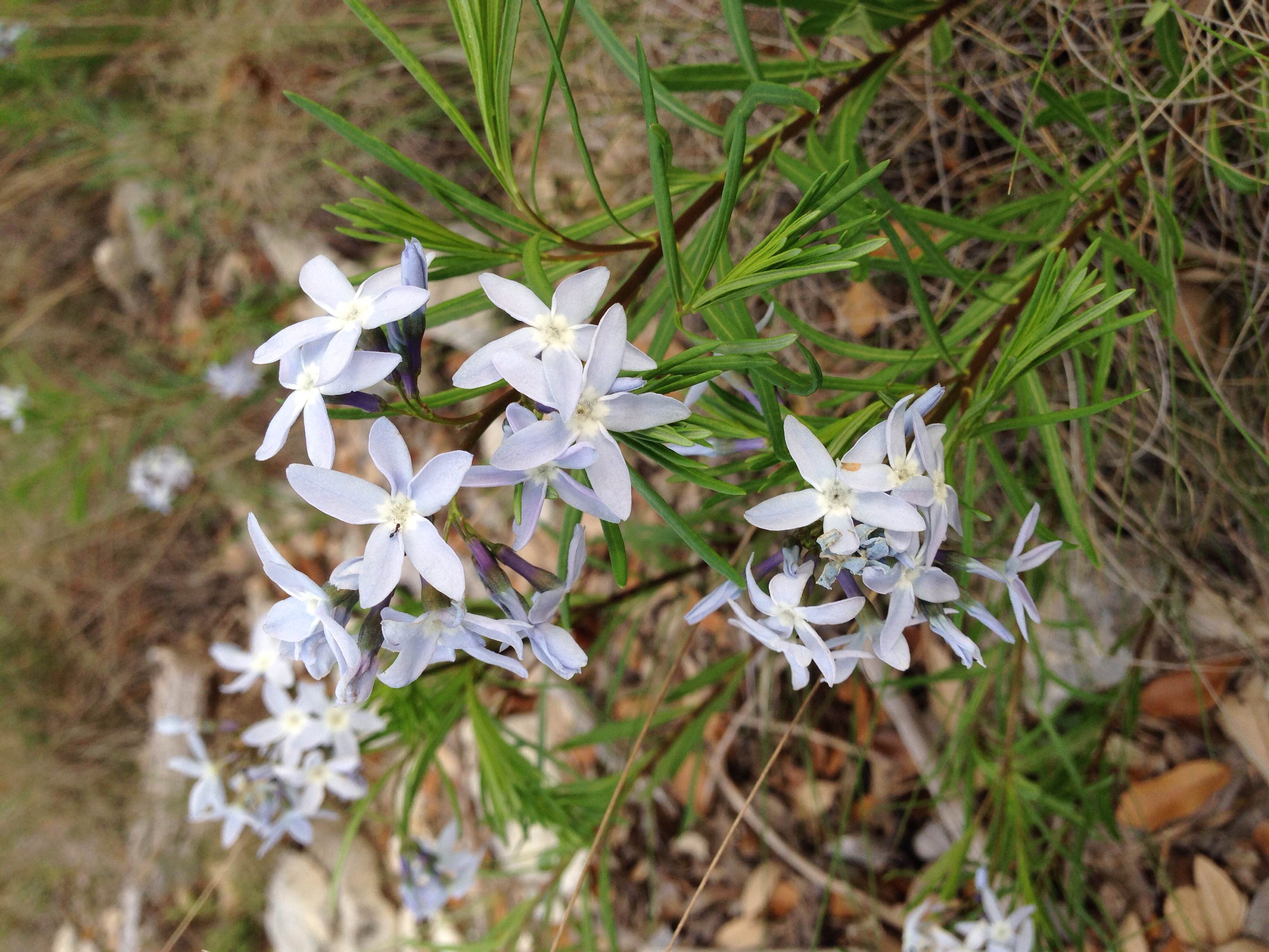 Amsonia ciliata, Fringed bluestar