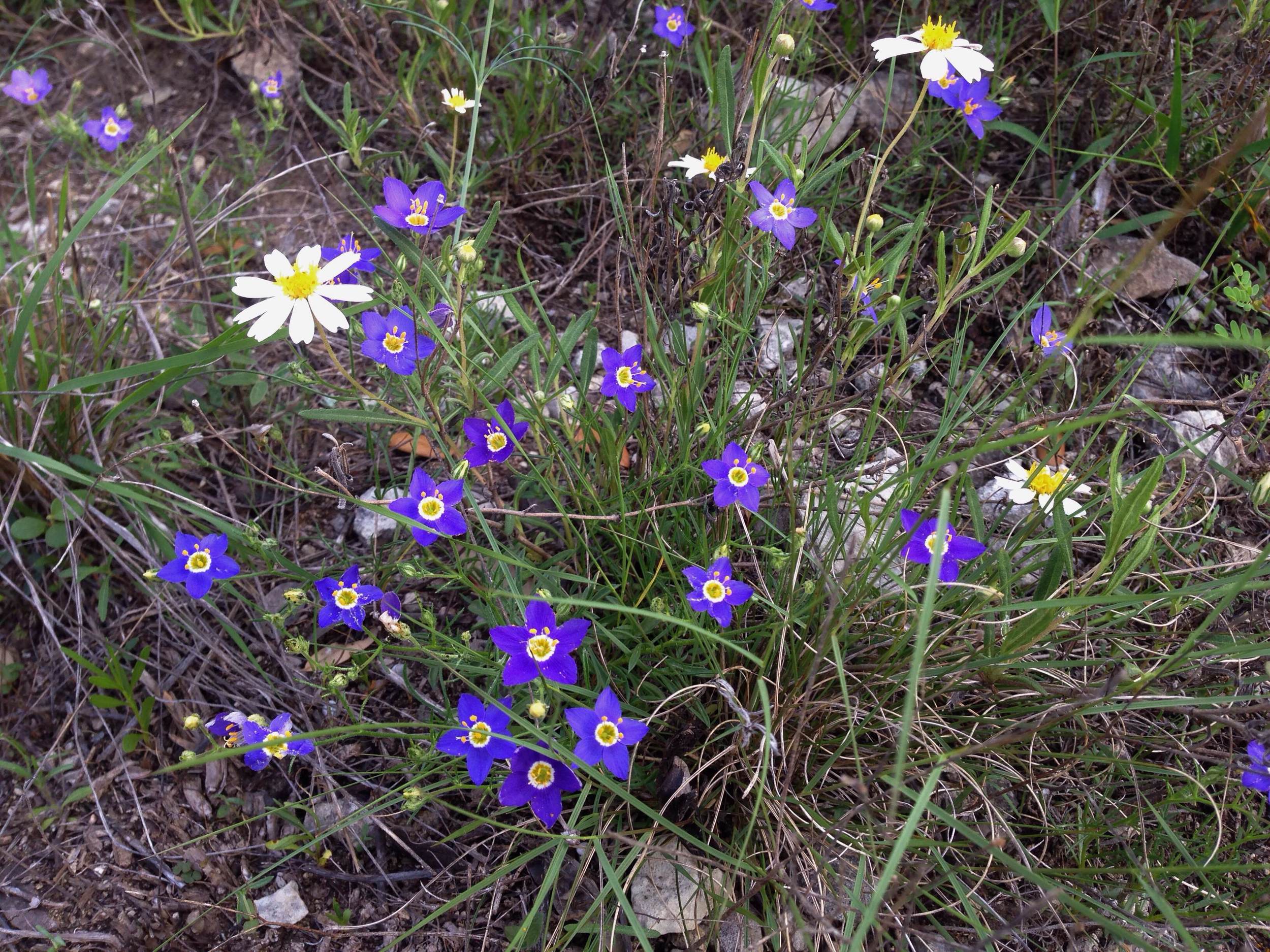 Giliastrum acerosum, Bluebowls